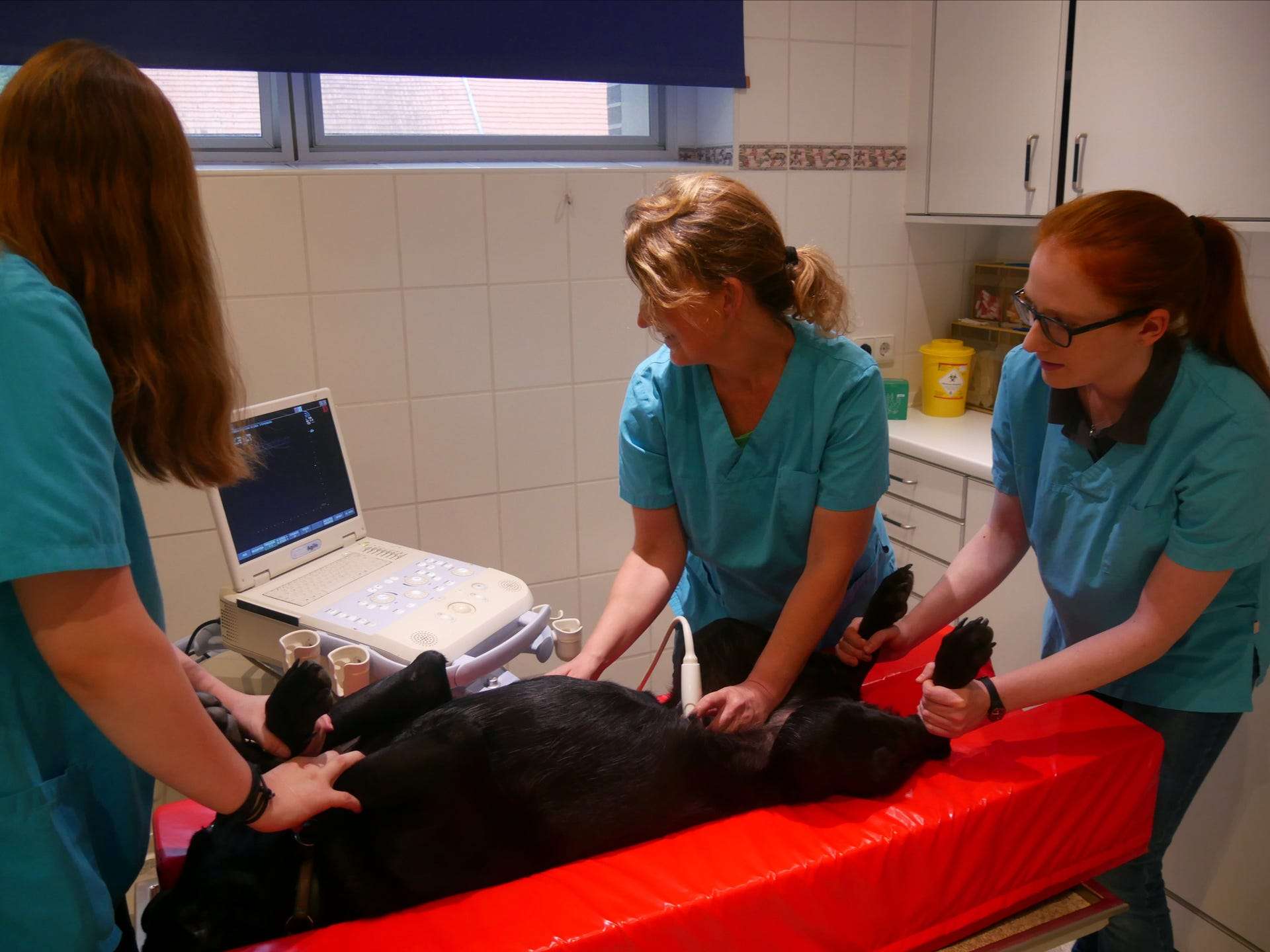 Ansicht 3 von Tierärztliches Gesundheitszentrum Dr. Nadja Kosuch & Tim Gernhardt, Steyerberg