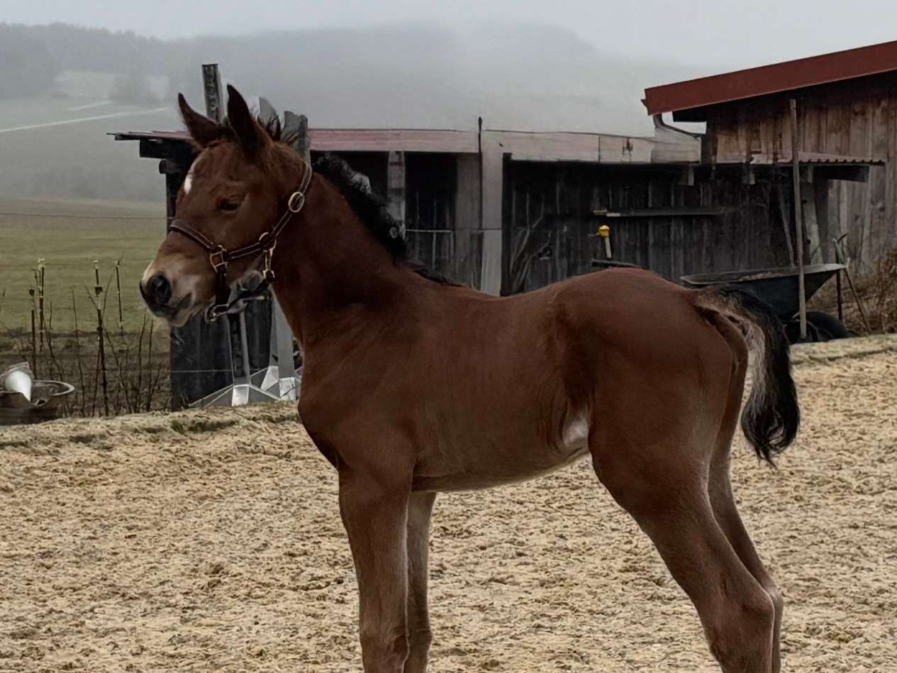 Ansicht 2 von Fachtierärztin für Pferde Dr Susanne Tröster/ Equine Veterinarian
