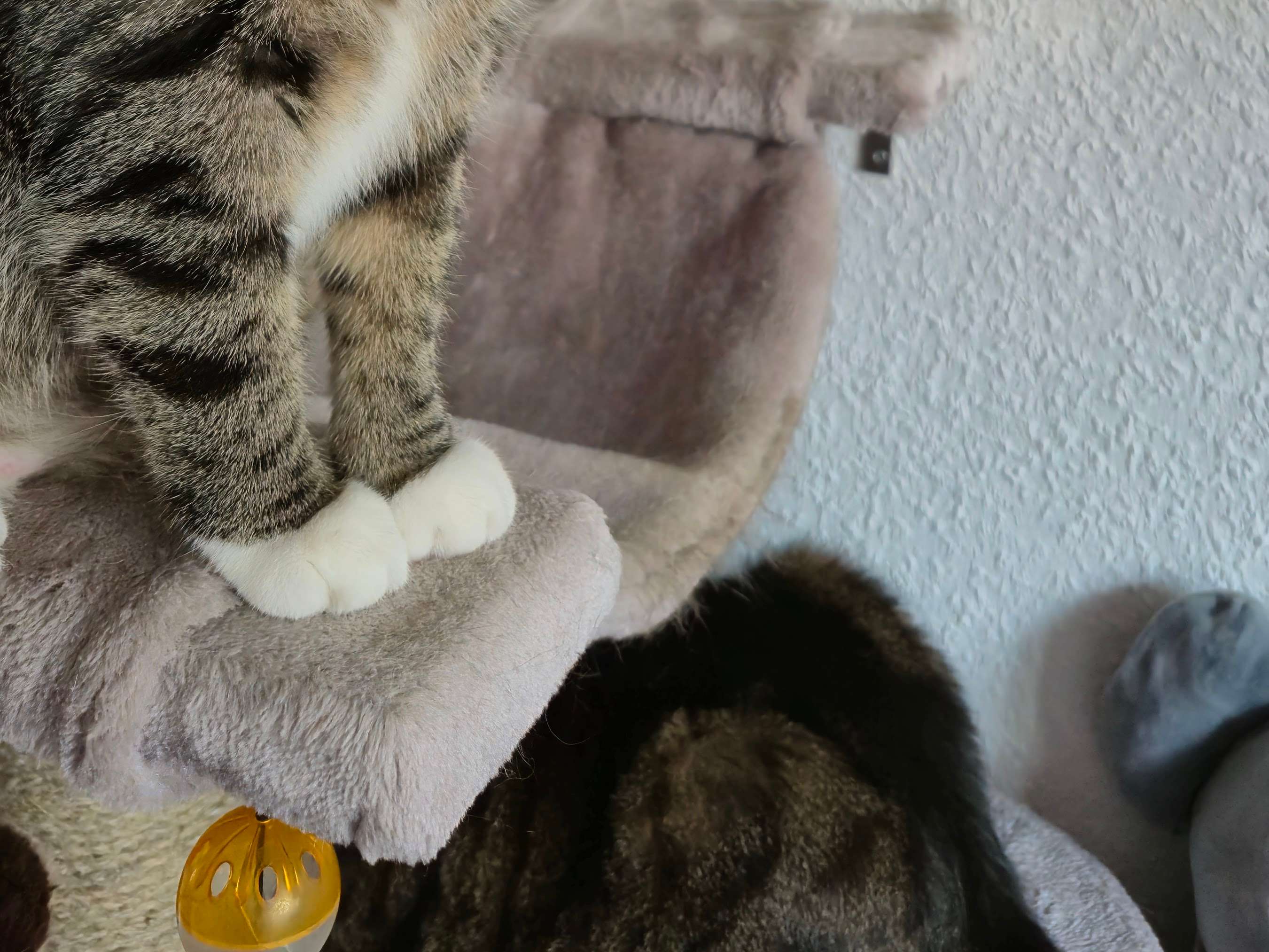 Ansicht 2 von Mobile Tierarztpraxis Alfeel
