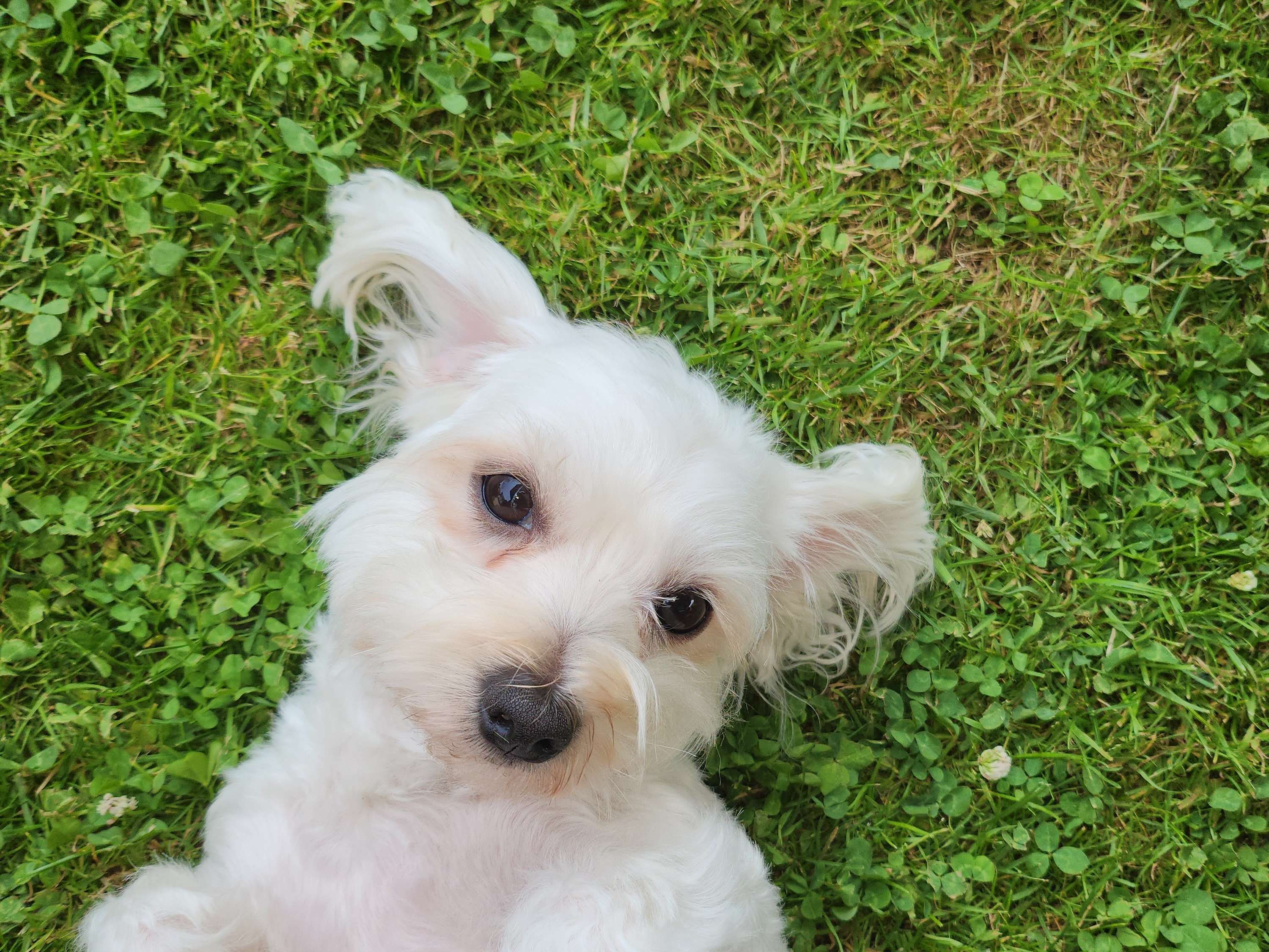 Ansicht 3 von Dr. med. vet. Ulf Schröder