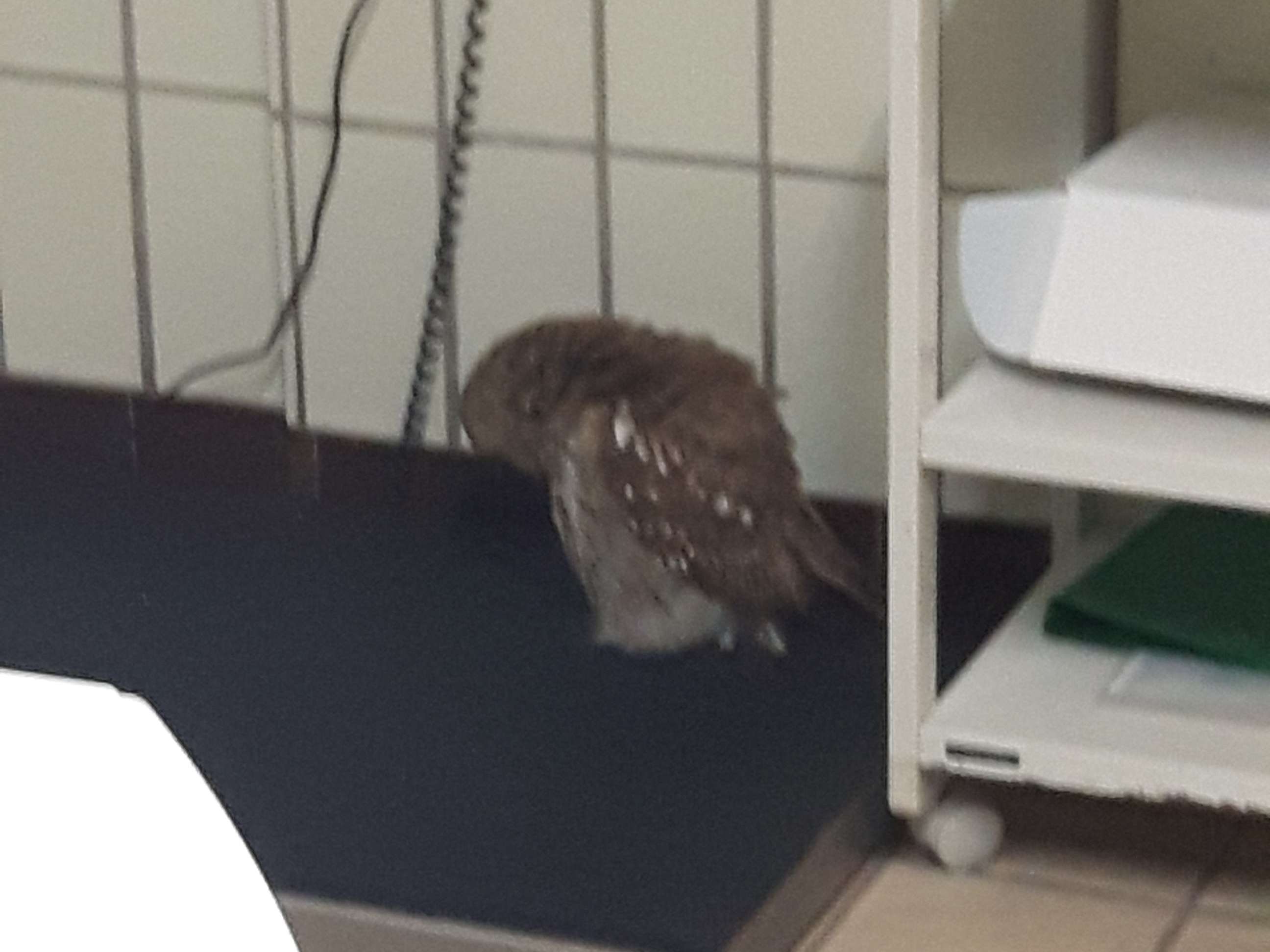 Ansicht 3 von Diethelm Graf von Plettenberg Kleintierklinik
