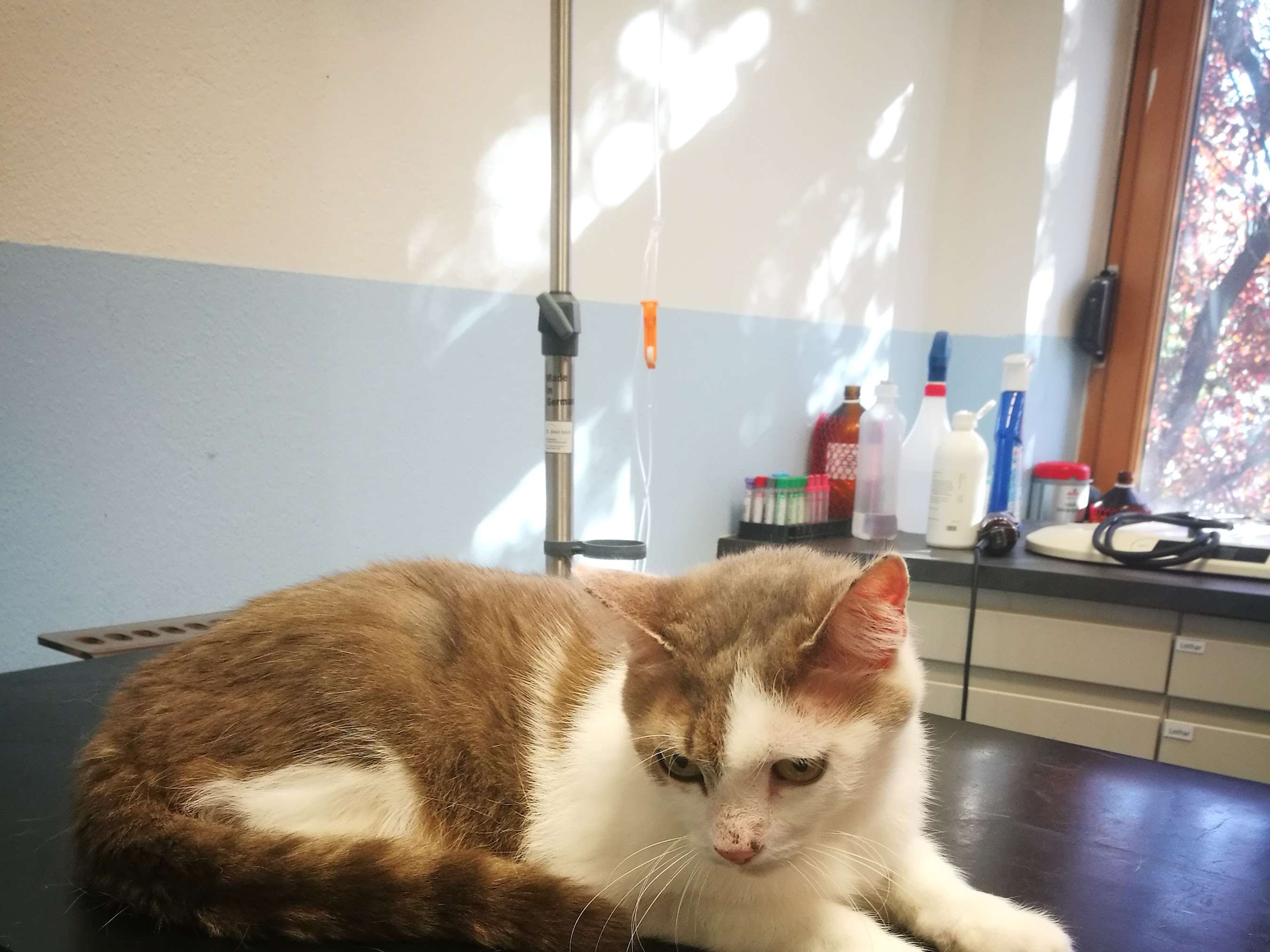Ansicht 3 von Tierklinik Traiskirchen Stöhr u. Vogelsinger
