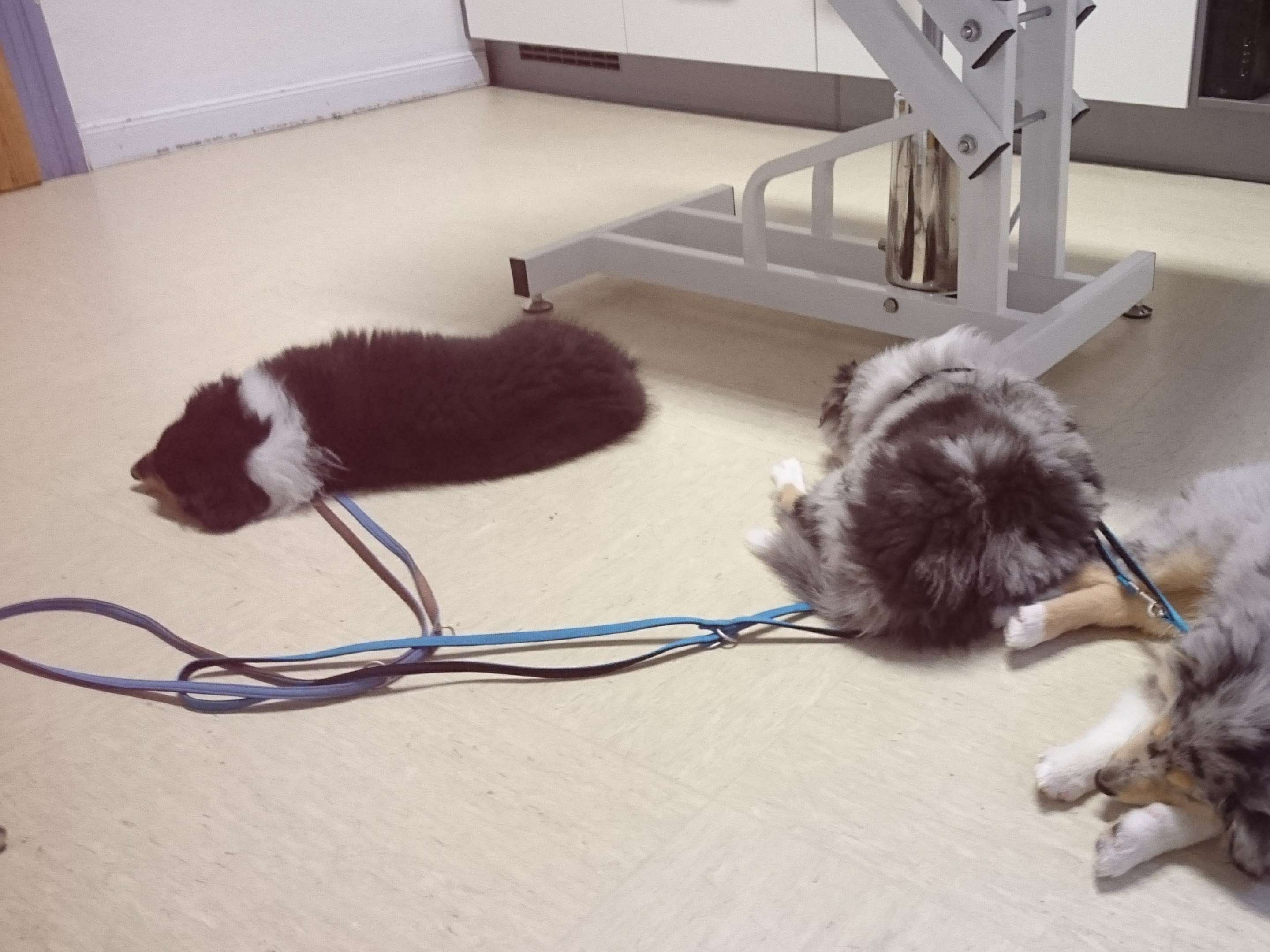 View 1 of Tierklinik Nienburg Dr.med.vet. Michael Barkhoff