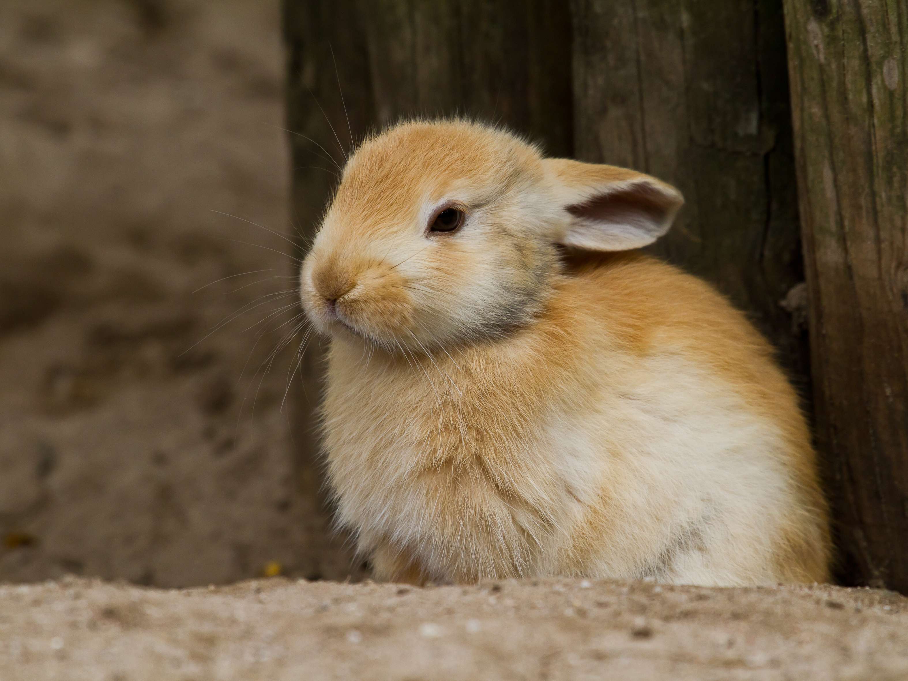 View 2 of Ganzheitliche Tierheilkunde - Homöopathie für Tiere