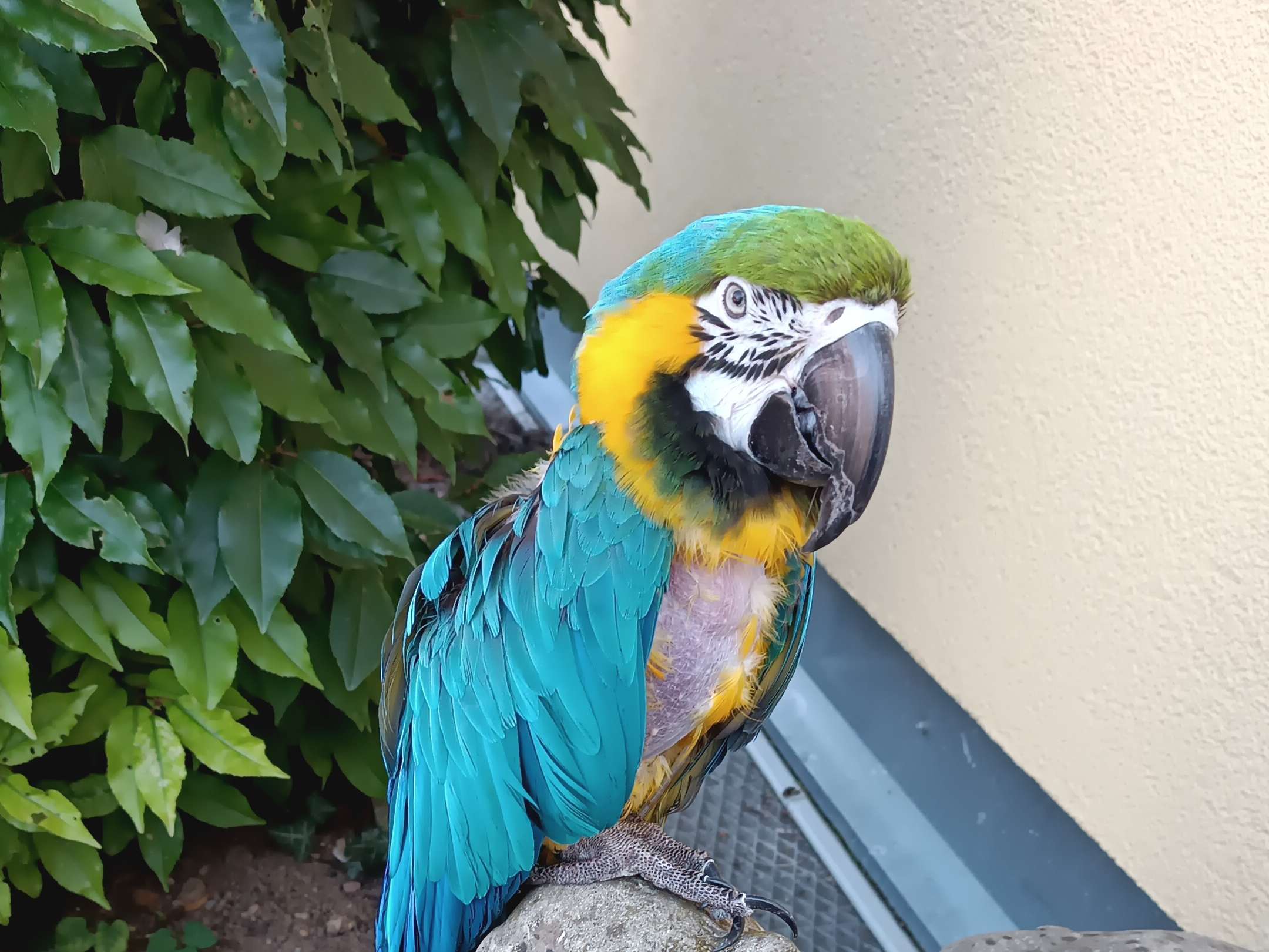 Ansicht 1 von Dr. med. vet. Peter Csiky | Tierarzt