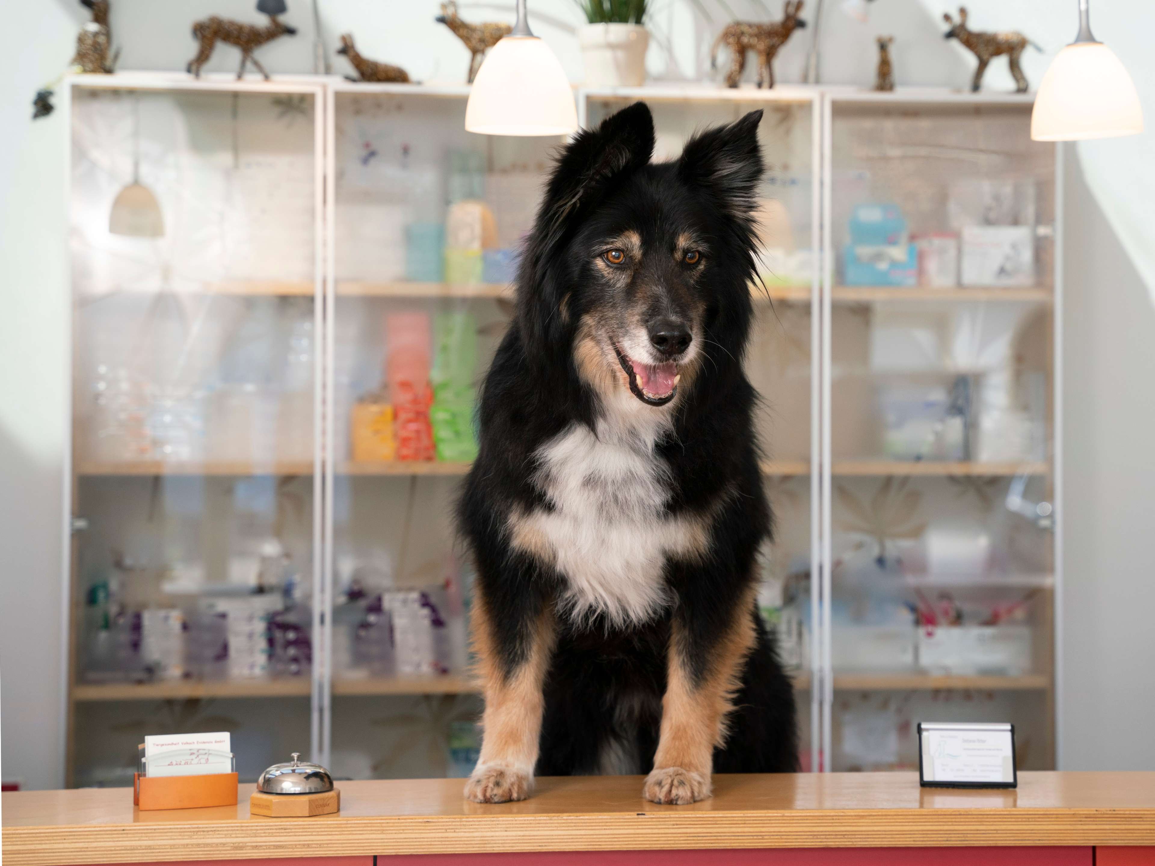 Ansicht 1 von Tiergesundheit Volkach