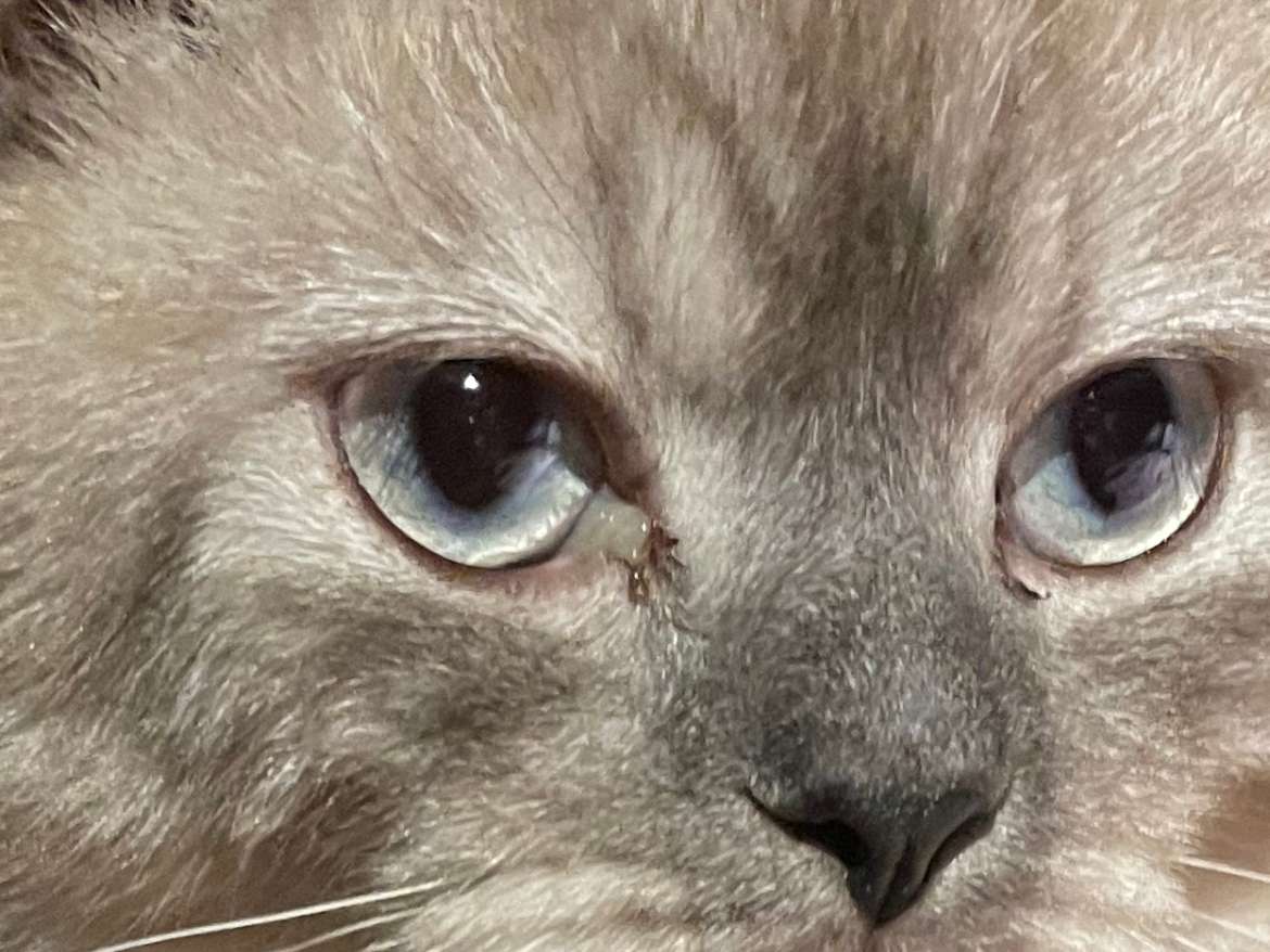 Ansicht 3 von Tierarzt am Volkspark und Katzenpension