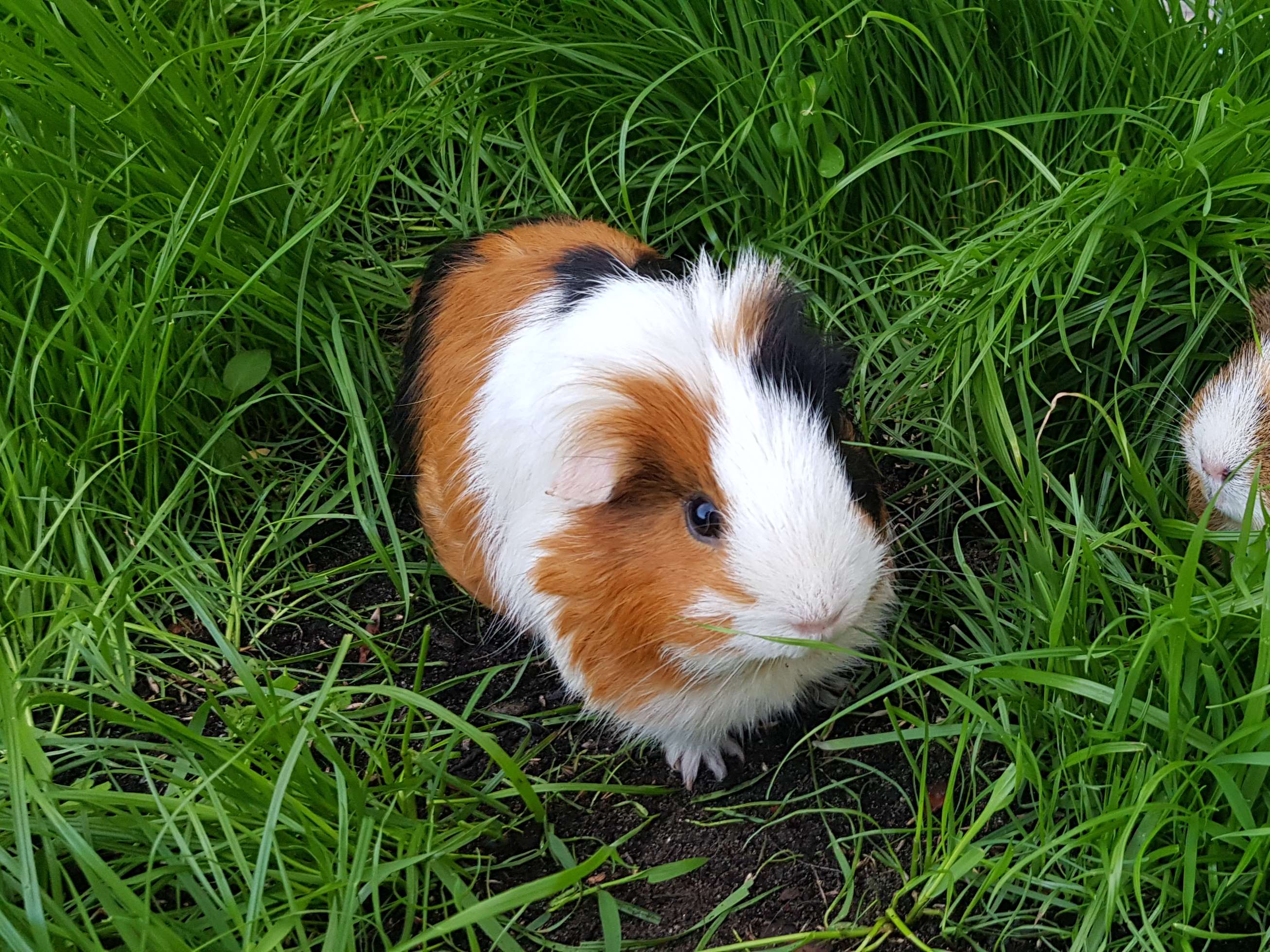 Ansicht 2 von Tierarztparxis Elvire Hudler Oerlinghausen