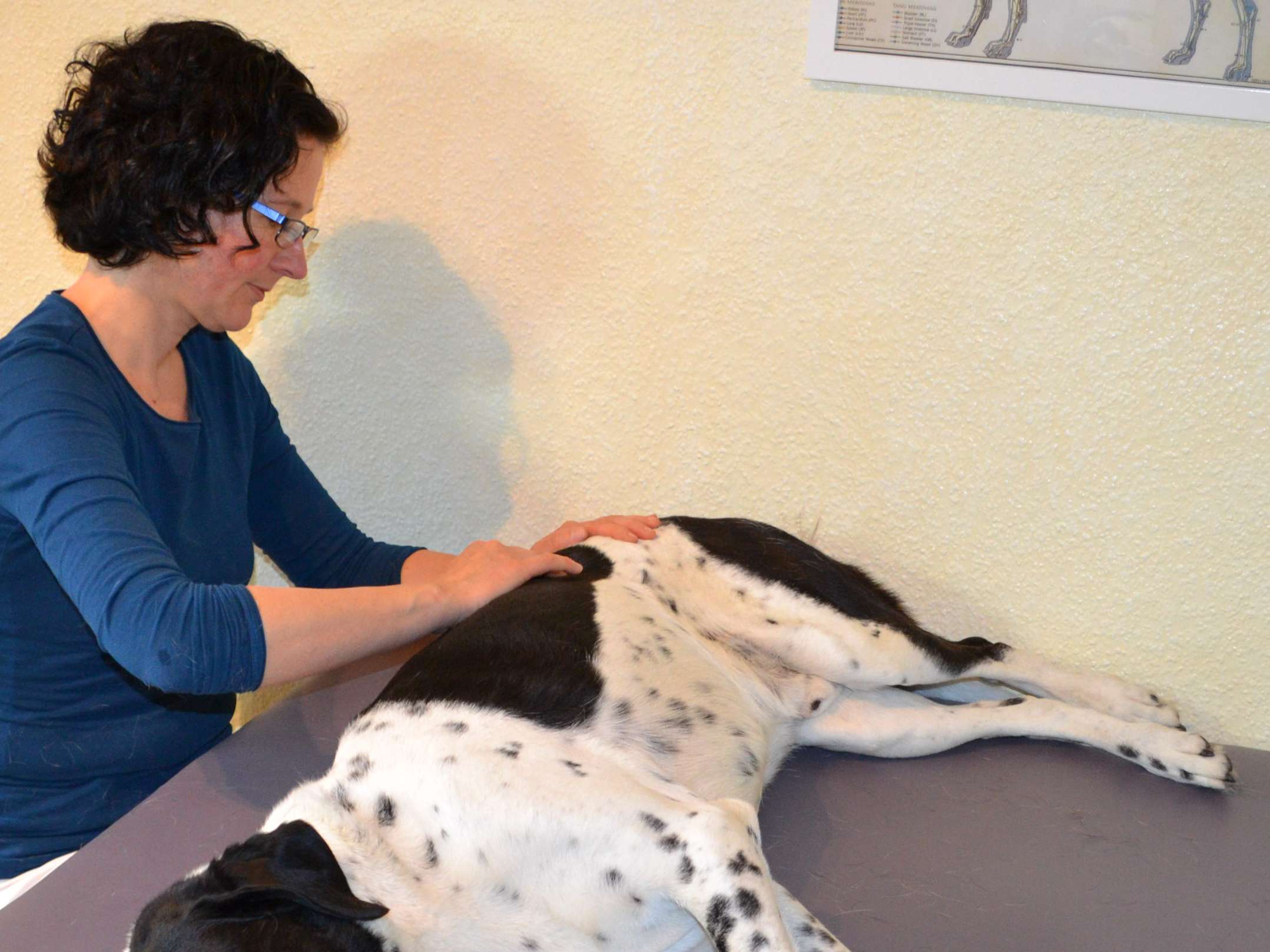 Ansicht 3 von Ganzheitliche Kleintierpraxis Cornelia Lissel