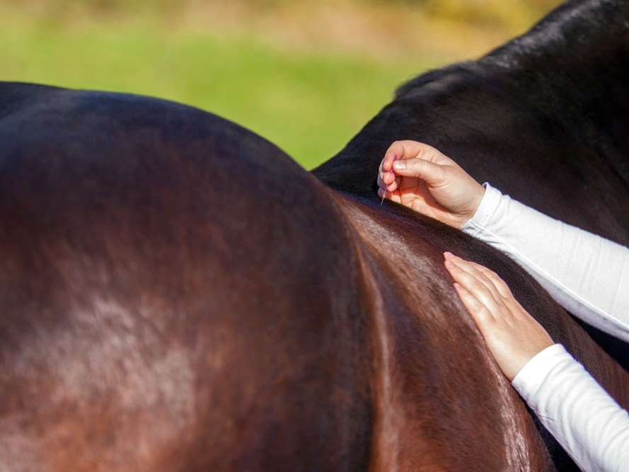 Ansicht 3 von Ganzheitliche Tierarztpraxis Dr. Stephanie Kirchhartz