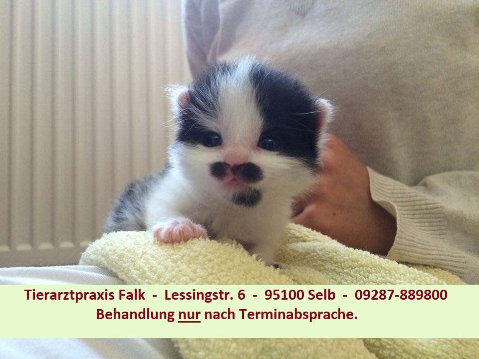 View 1 of Tierärztliche Gemeinschaftspraxis Falk, Dr. Broschk & Dr. Stefan