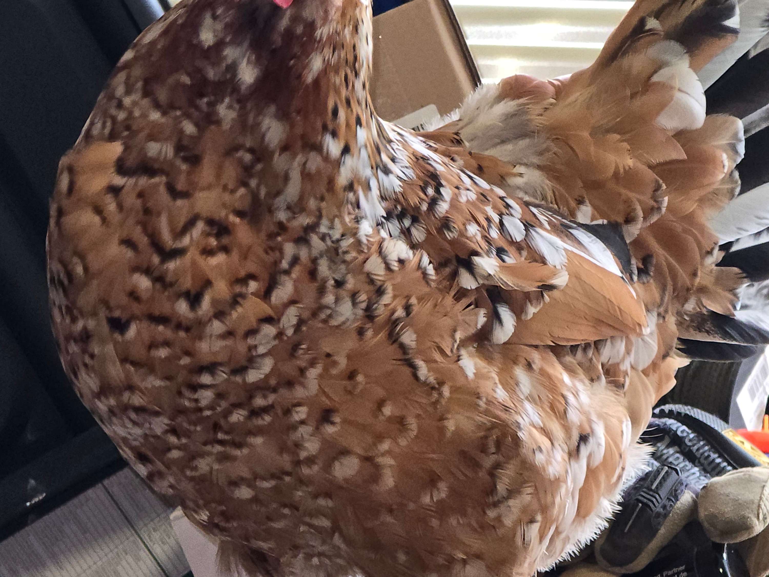 Ansicht 2 von Vogeltierarzt Dr. Alexa Vaupel