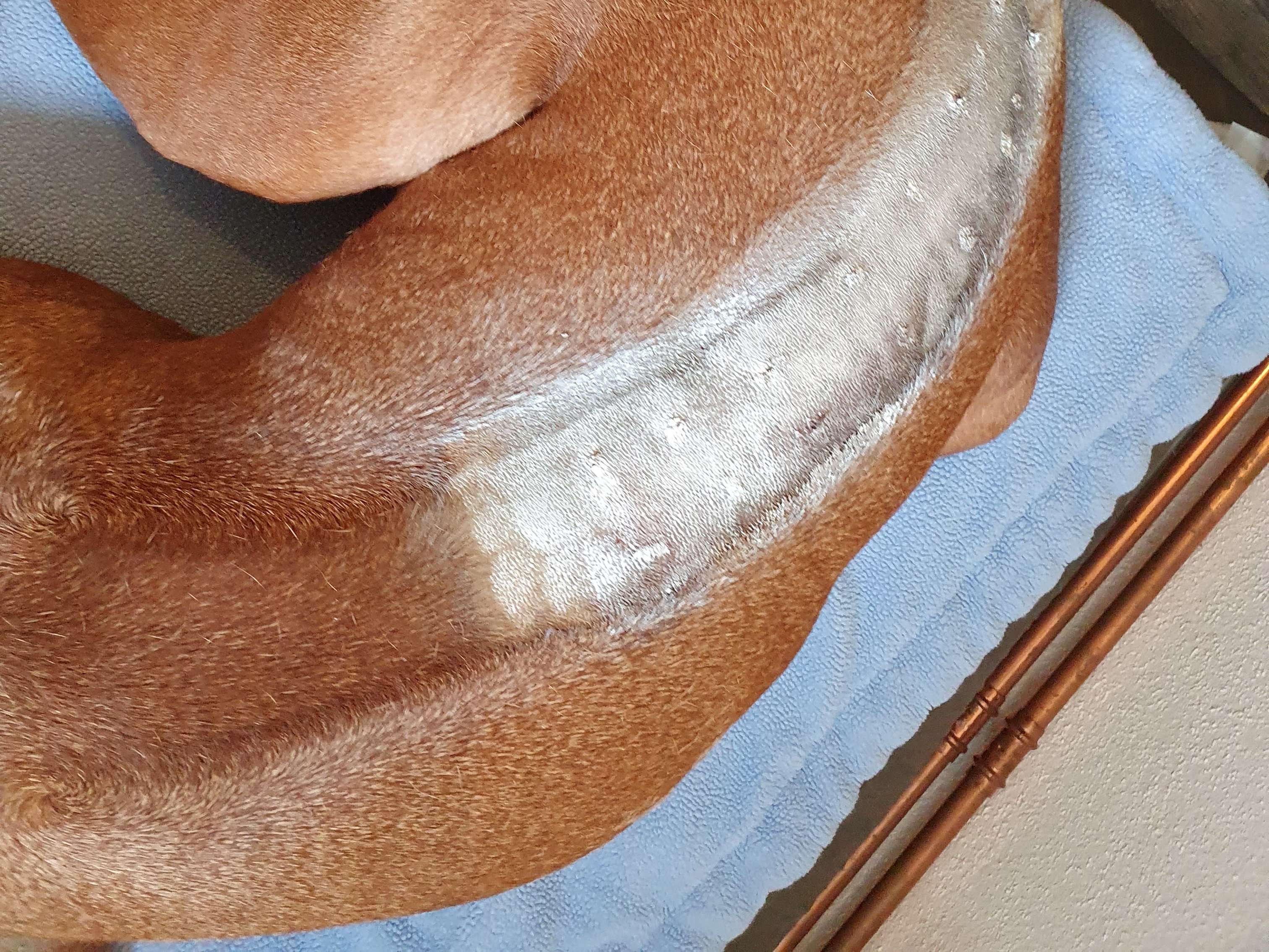 Ansicht 1 von Dr. med. vet. Anja Rosengarten Tierarztpraxis