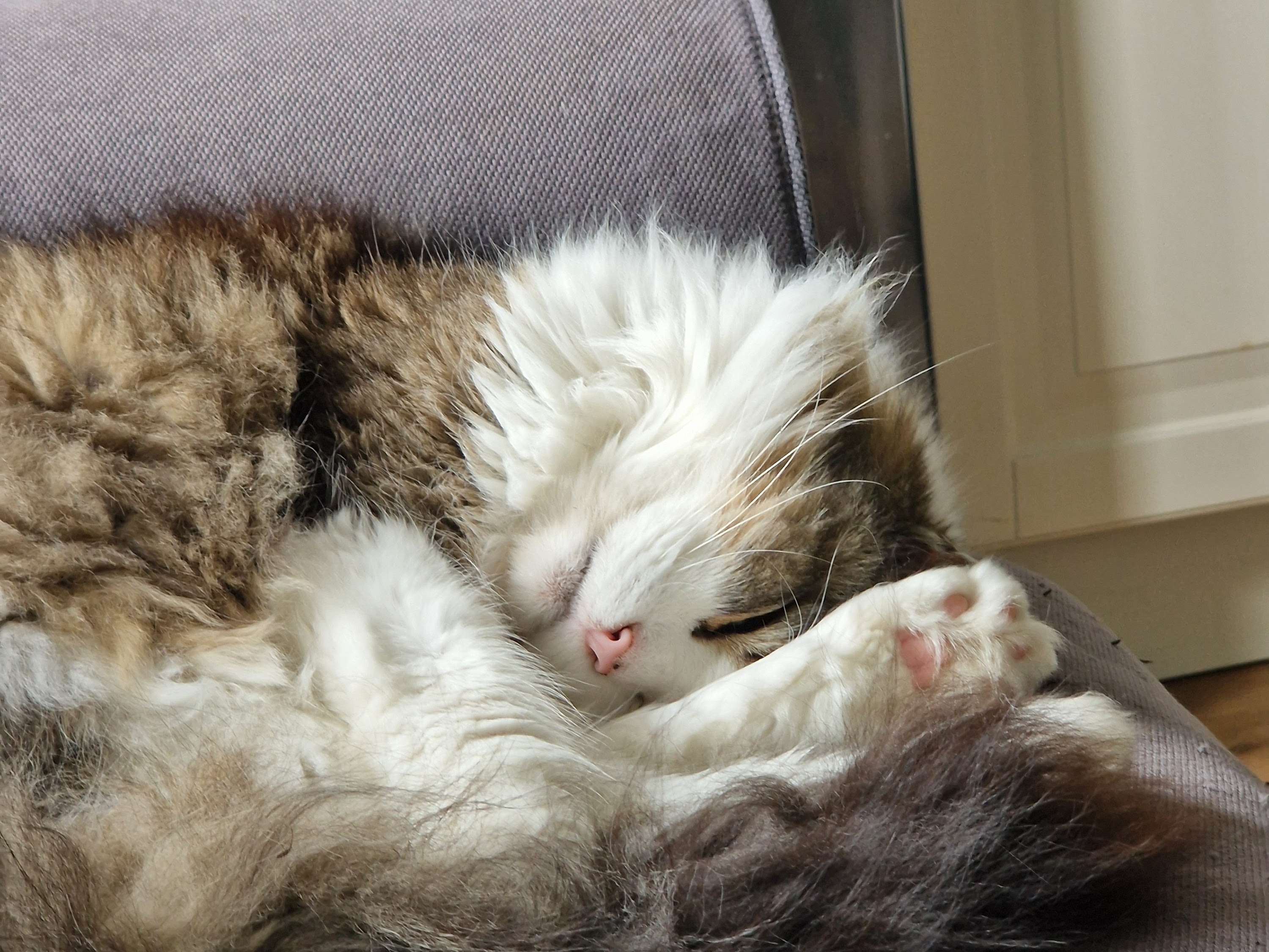 Ansicht 1 von Katzenpraxis Romes