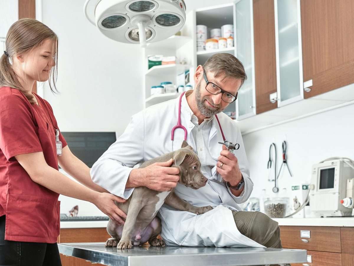 Ansicht 1 von Dr. med.vet. Thomas Dirks