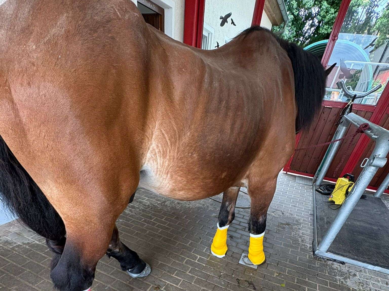 Ansicht 2 von Dr.med.vet. Wolfgang Bschorer