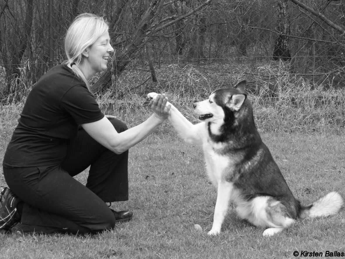 Ansicht 1 von Hundekrankengymnastik Pfalzdorf