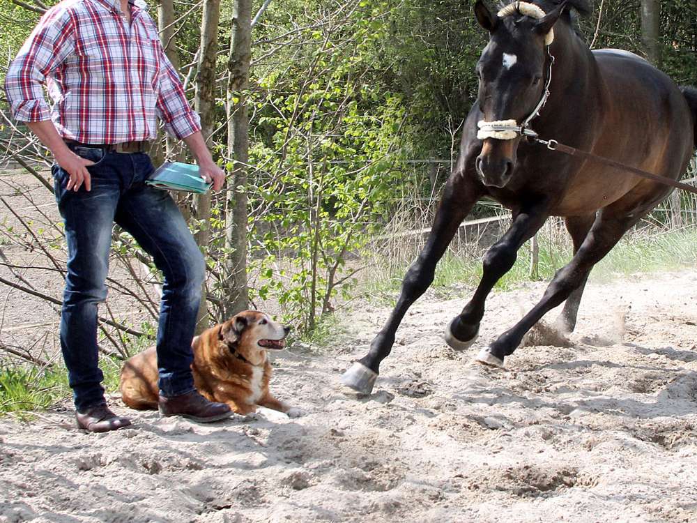 View 2 of Dr. med. vet. Claudius Krieg • equine-vet • Fachtierarzt für Pferde