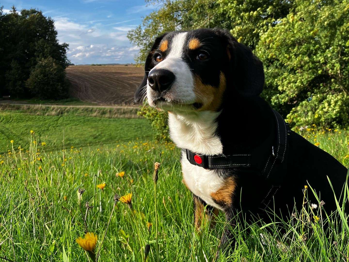 Ansicht 3 von Tierärztin Sybille Spindler