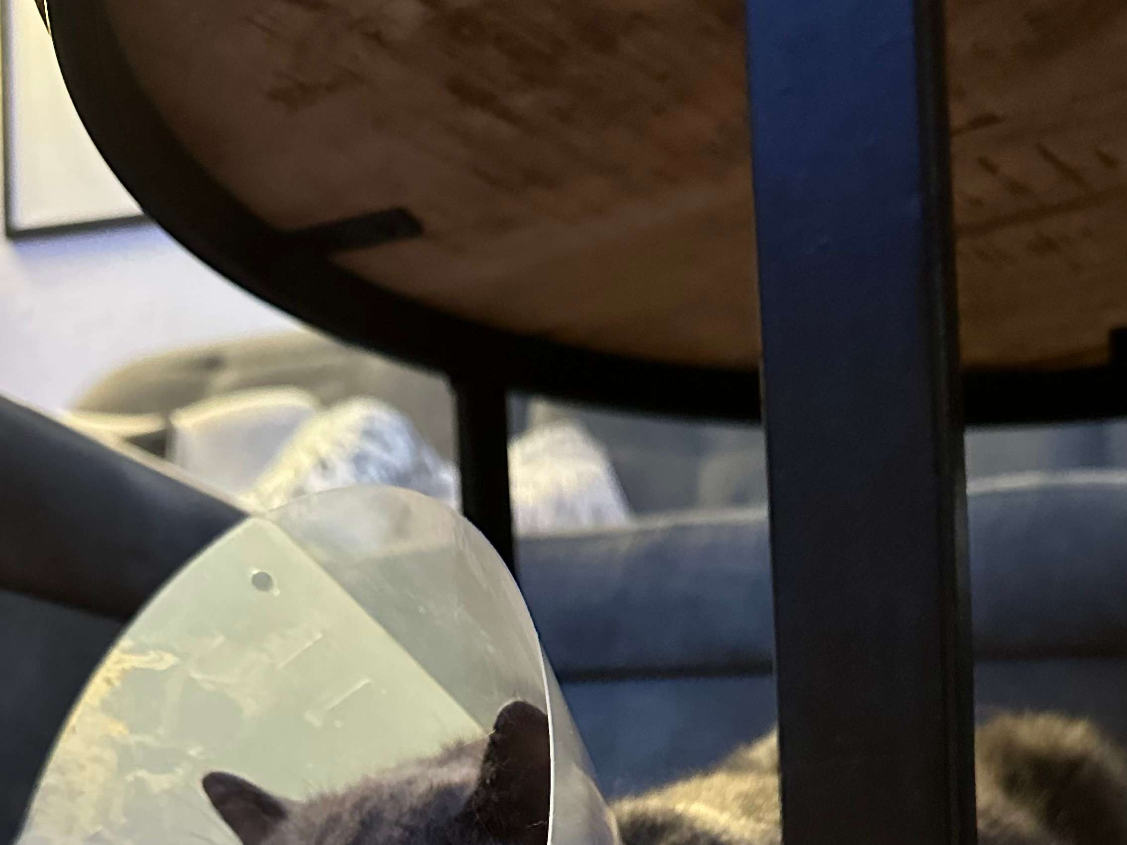 Ansicht 4 von Tierärztliche Klinik für Klein- und Heimtiere