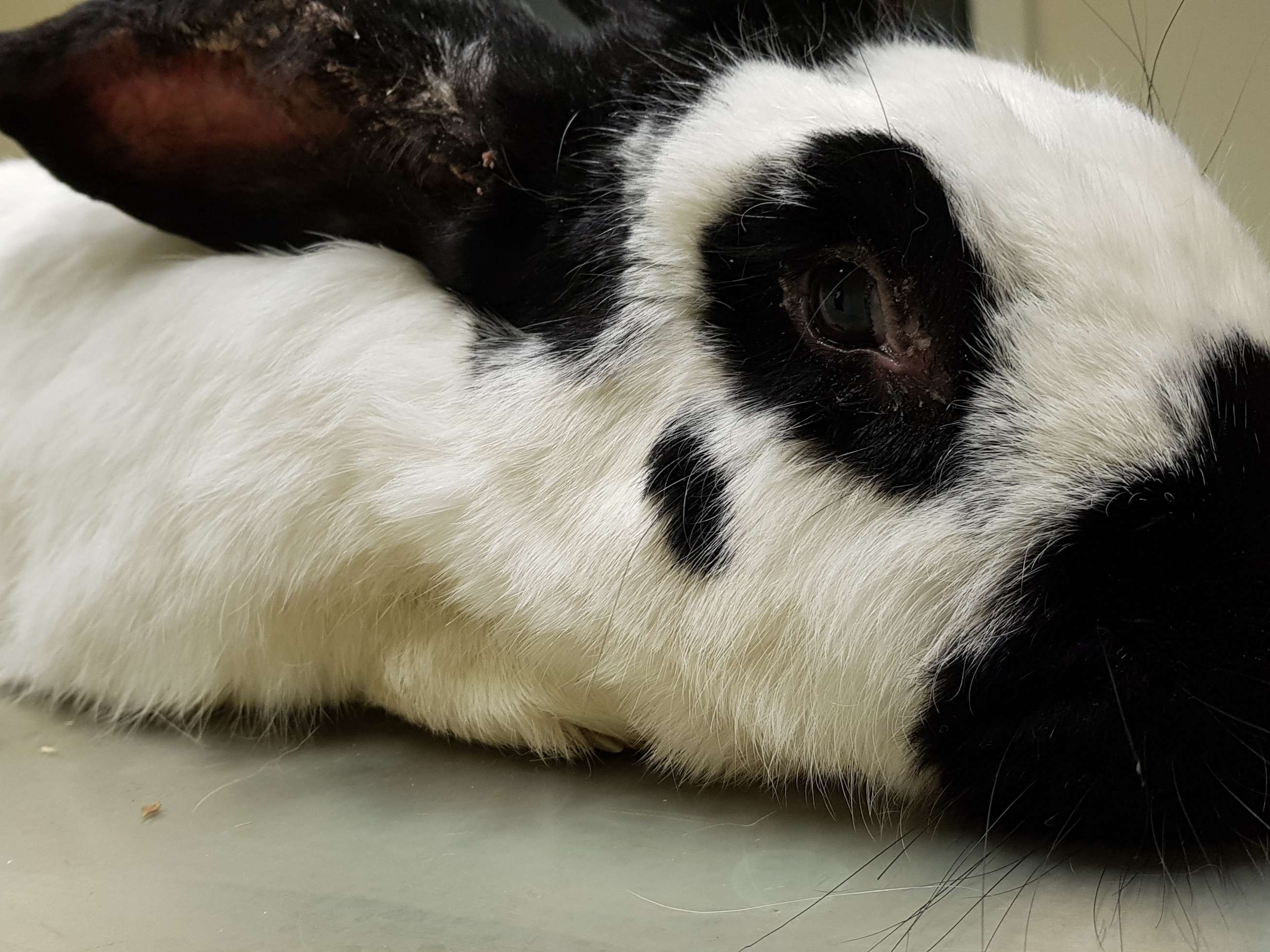 Ansicht 1 von Tierärztliche Praxis Susanne Fügen