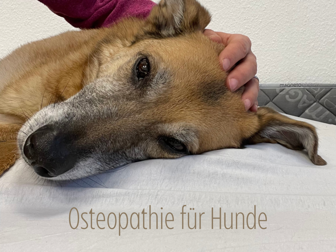 Ansicht 1 von Tierärztin für Chiropraktik, Osteopathie, Rehapraxis für Tiere