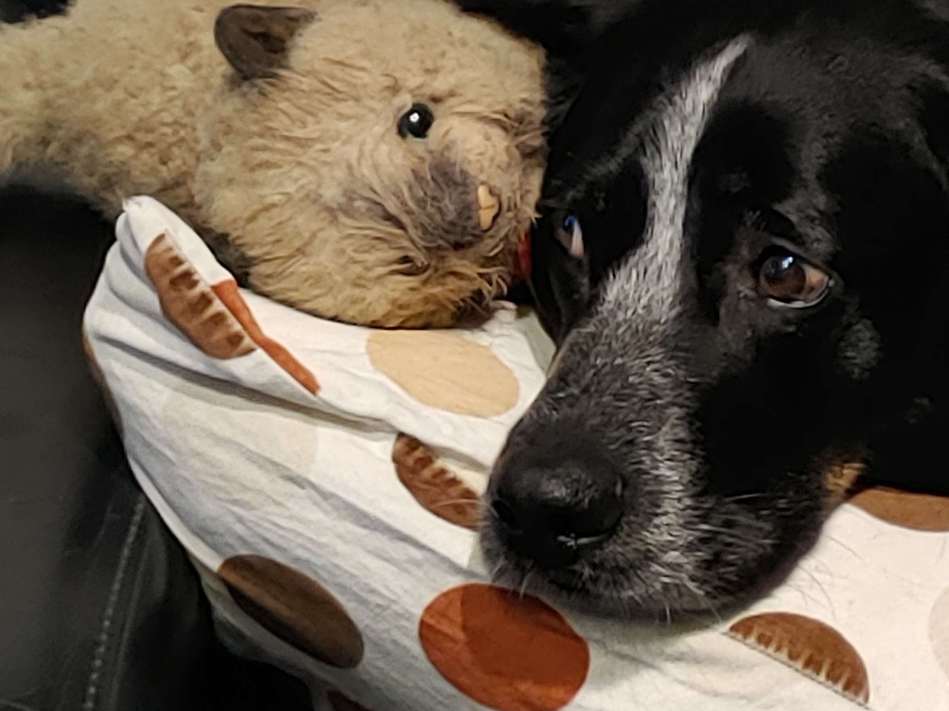 Ansicht 4 von Dr.med.vet. Claudia Lehnert Tierärztin