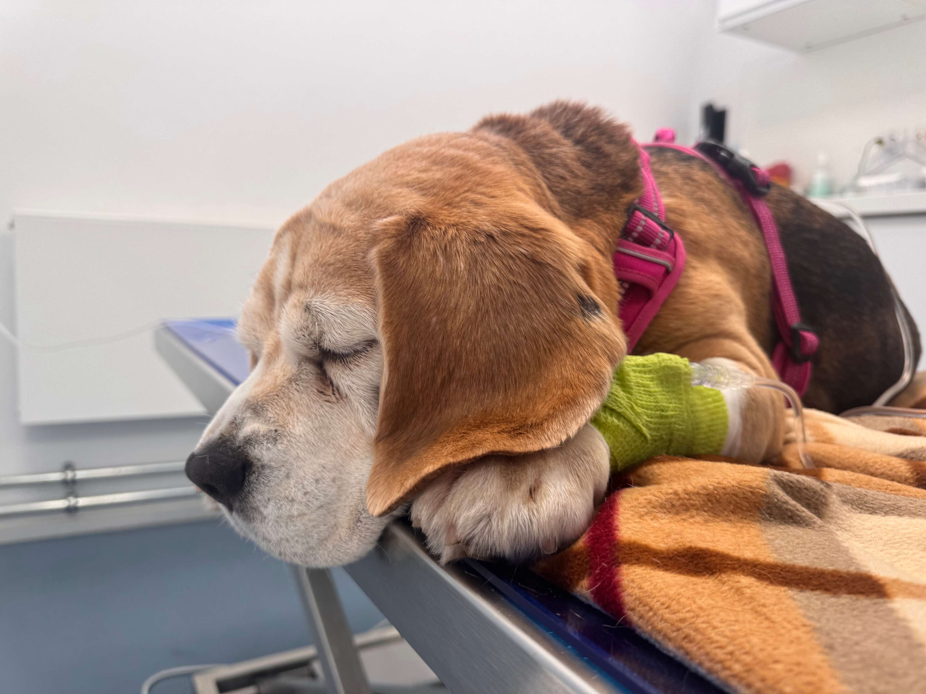 Ansicht 2 von Valera Tierklinik Berlin