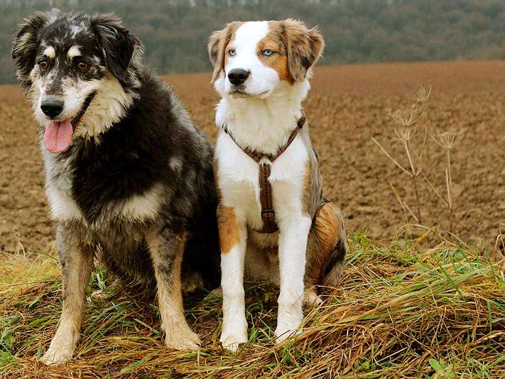 Ansicht 2 von Tierärztliche Gemeinschaftspraxis Dr. G. Oppelland-Störk und Dr. M. Störk | Iphofen