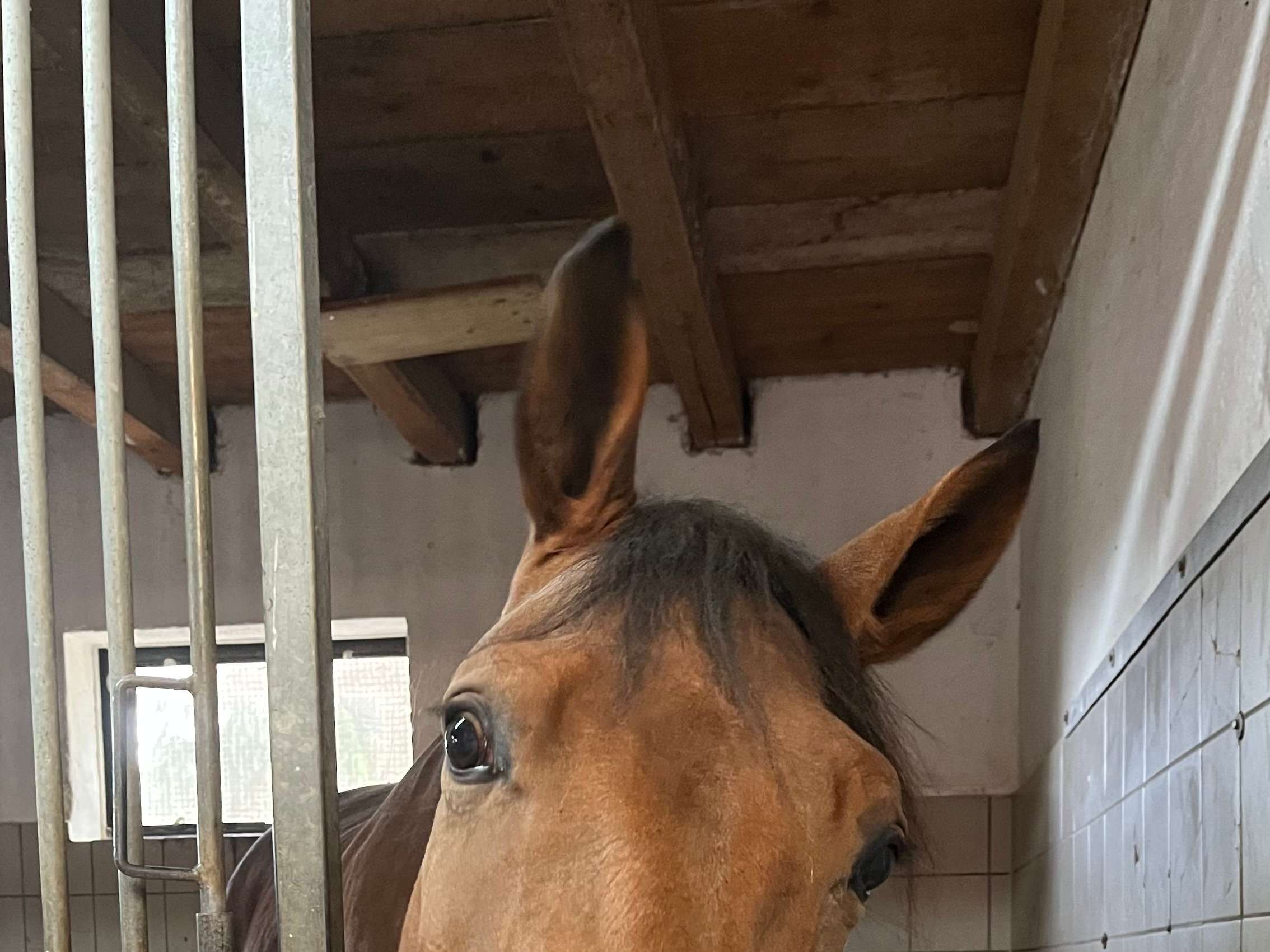 Ansicht 1 von Tierärztliche Klinik für Pferde Wolfesing