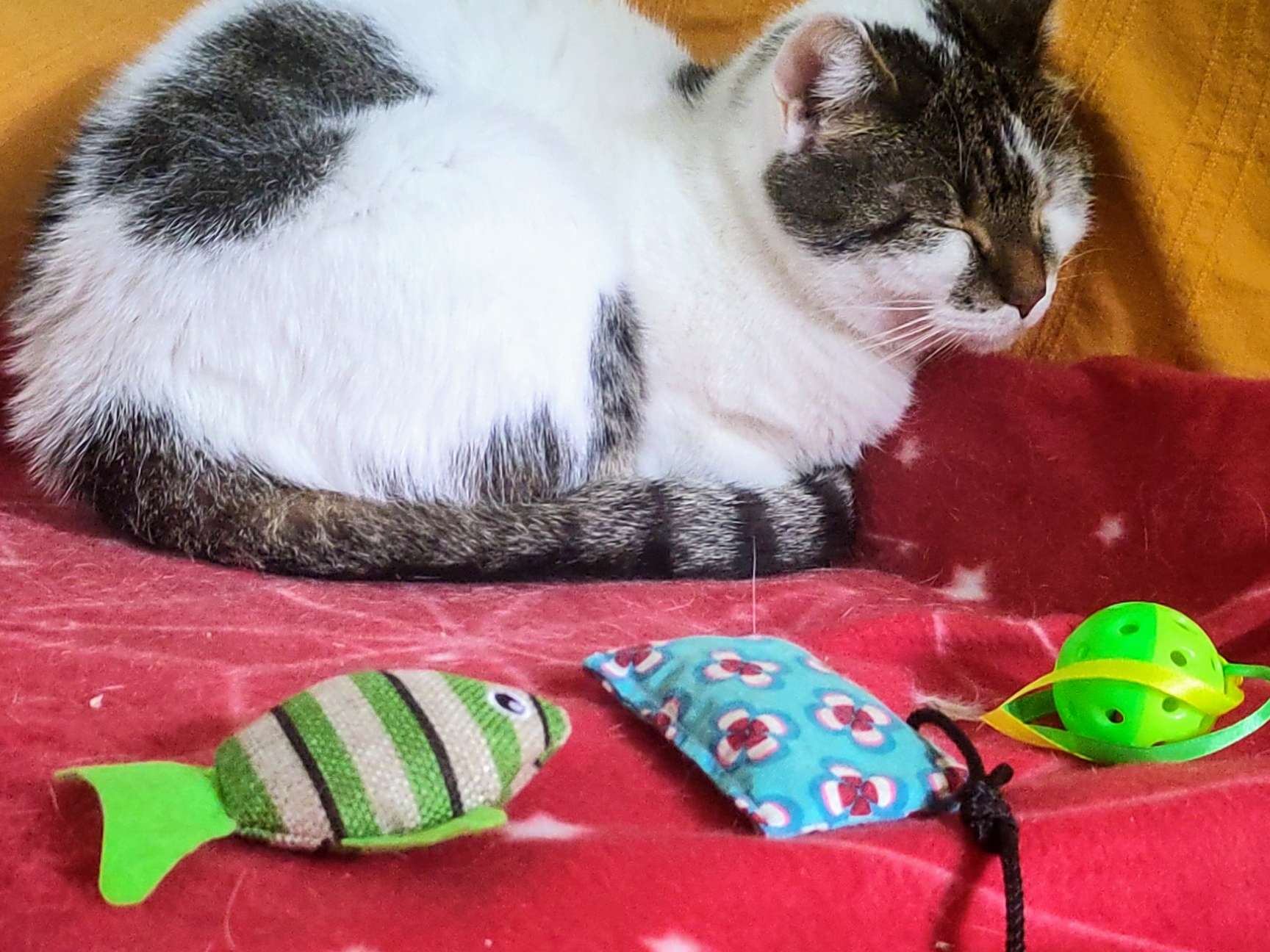 Ansicht 5 von felmo Mobiler Tierarzt Hannover