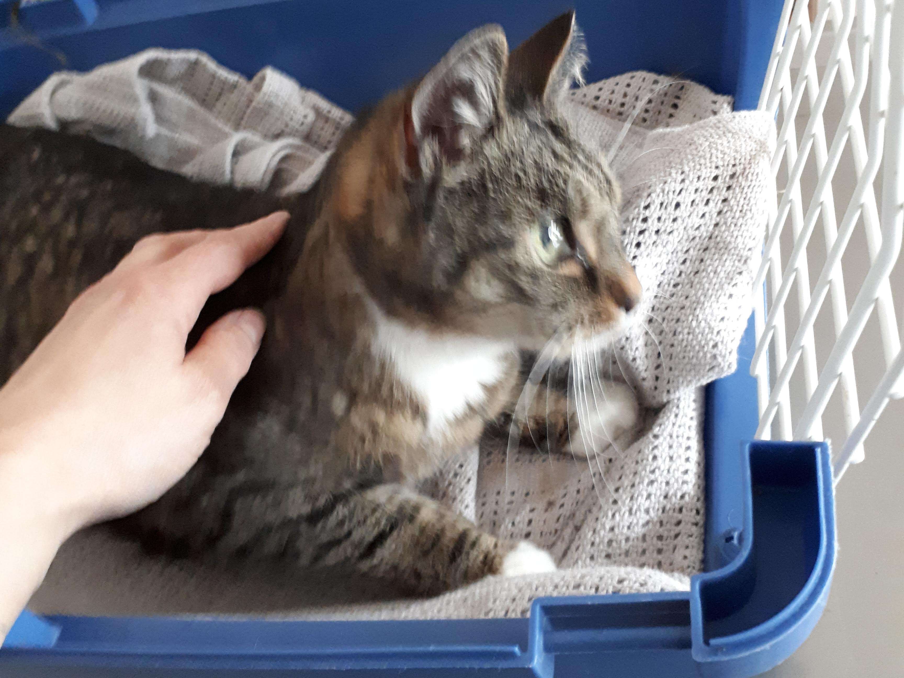 Ansicht 1 von Praktische Tierärztin Marion Kolsch