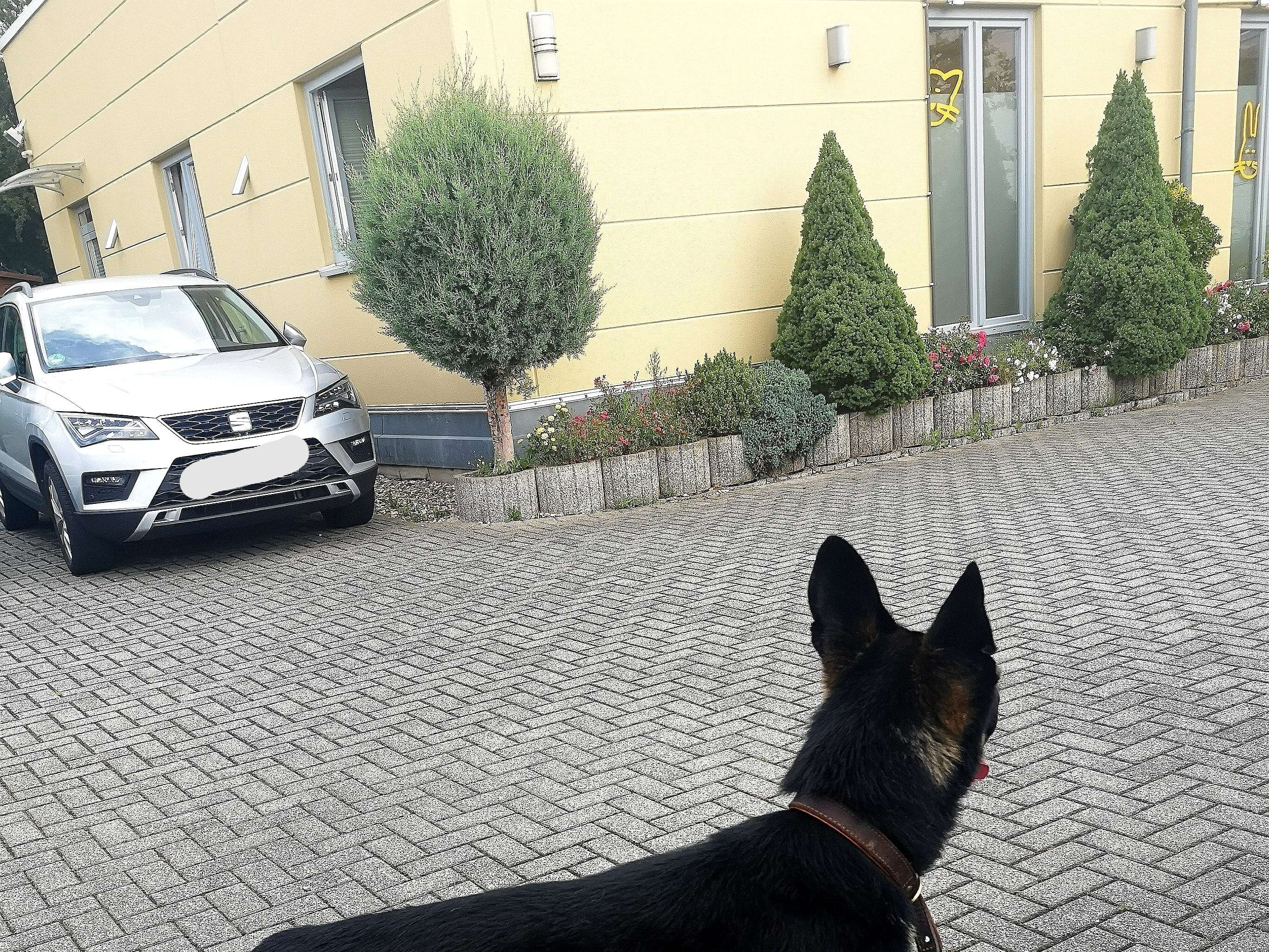 Ansicht 2 von Dr.med.vet. Silke Jaeger Tierärztin