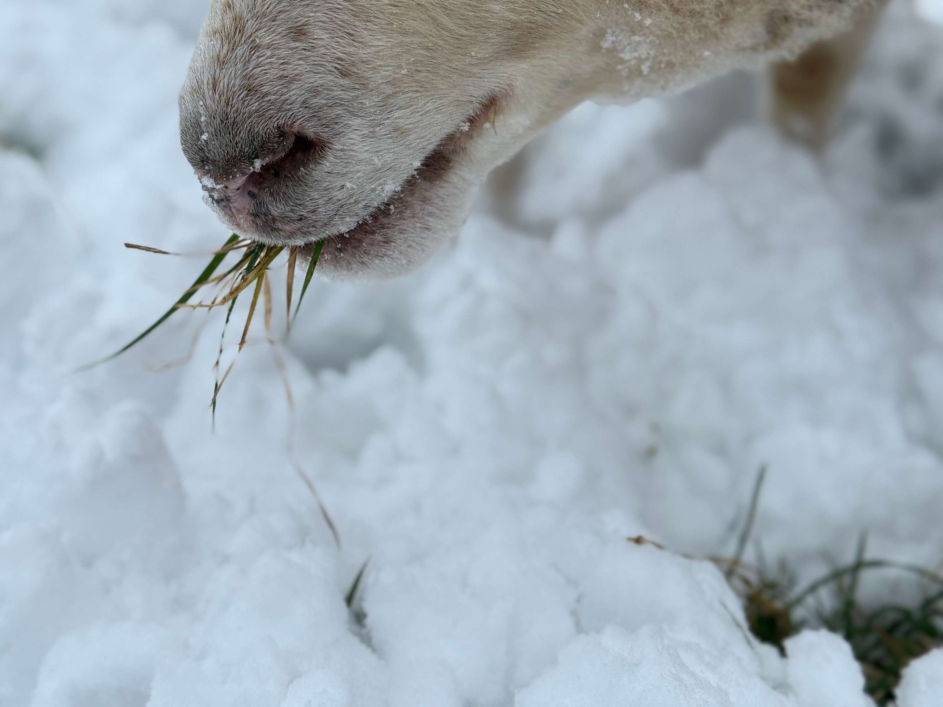 Ansicht 2 von Tierarztpraxis Nina Siegmund für Rinder & kleine Wiederkäuer