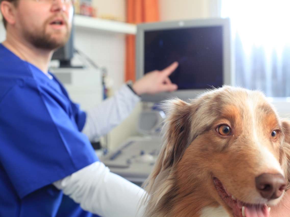 Ansicht 3 von Tierärztliche Praxis für Kleintiere Dr. med. vet. Christian Wüst