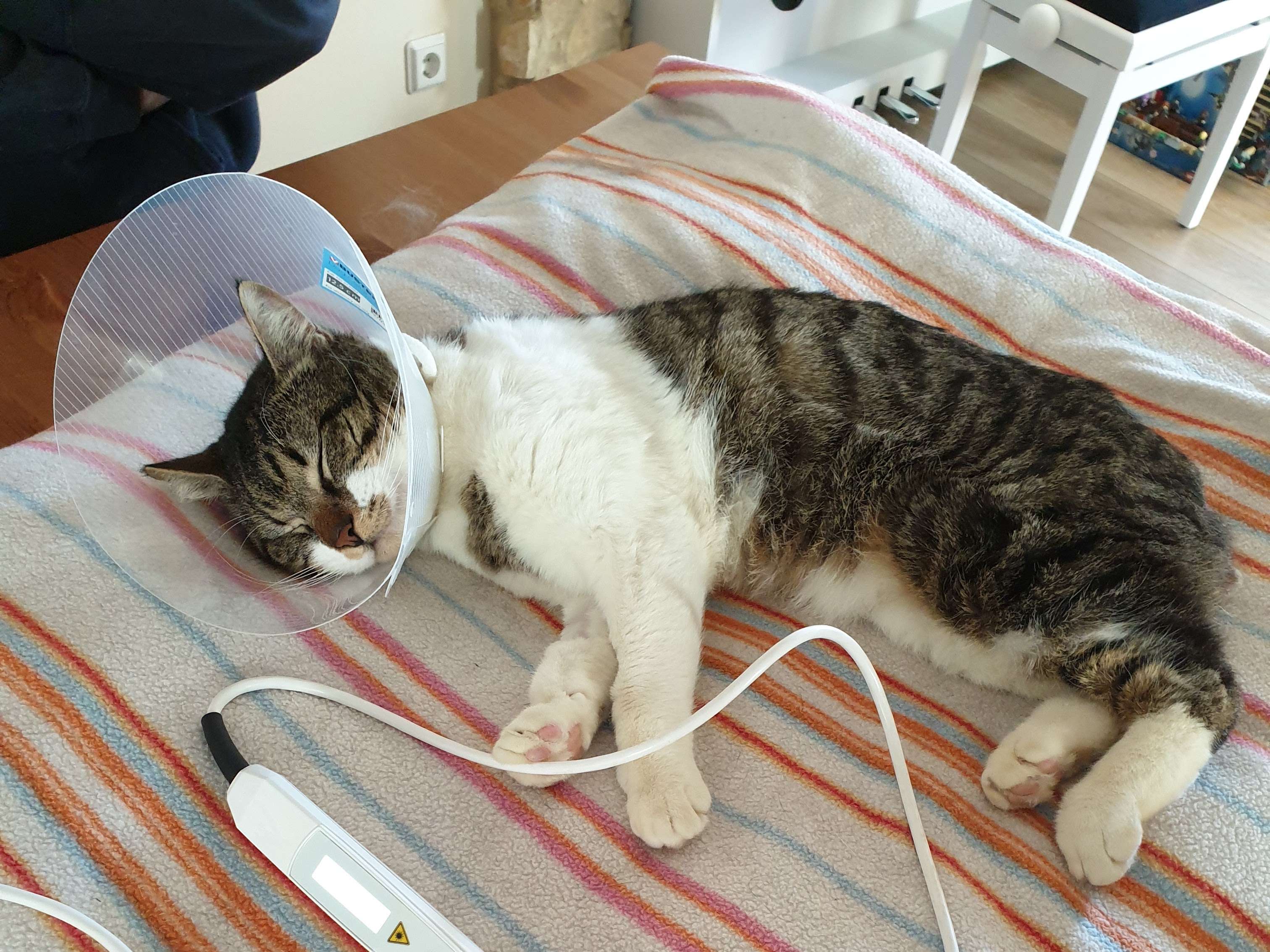 Ansicht 1 von Mobile Tierarztpraxis Nina Kneifel - Akupunktur, TCM, Lasertherapie, Naturheilkunde