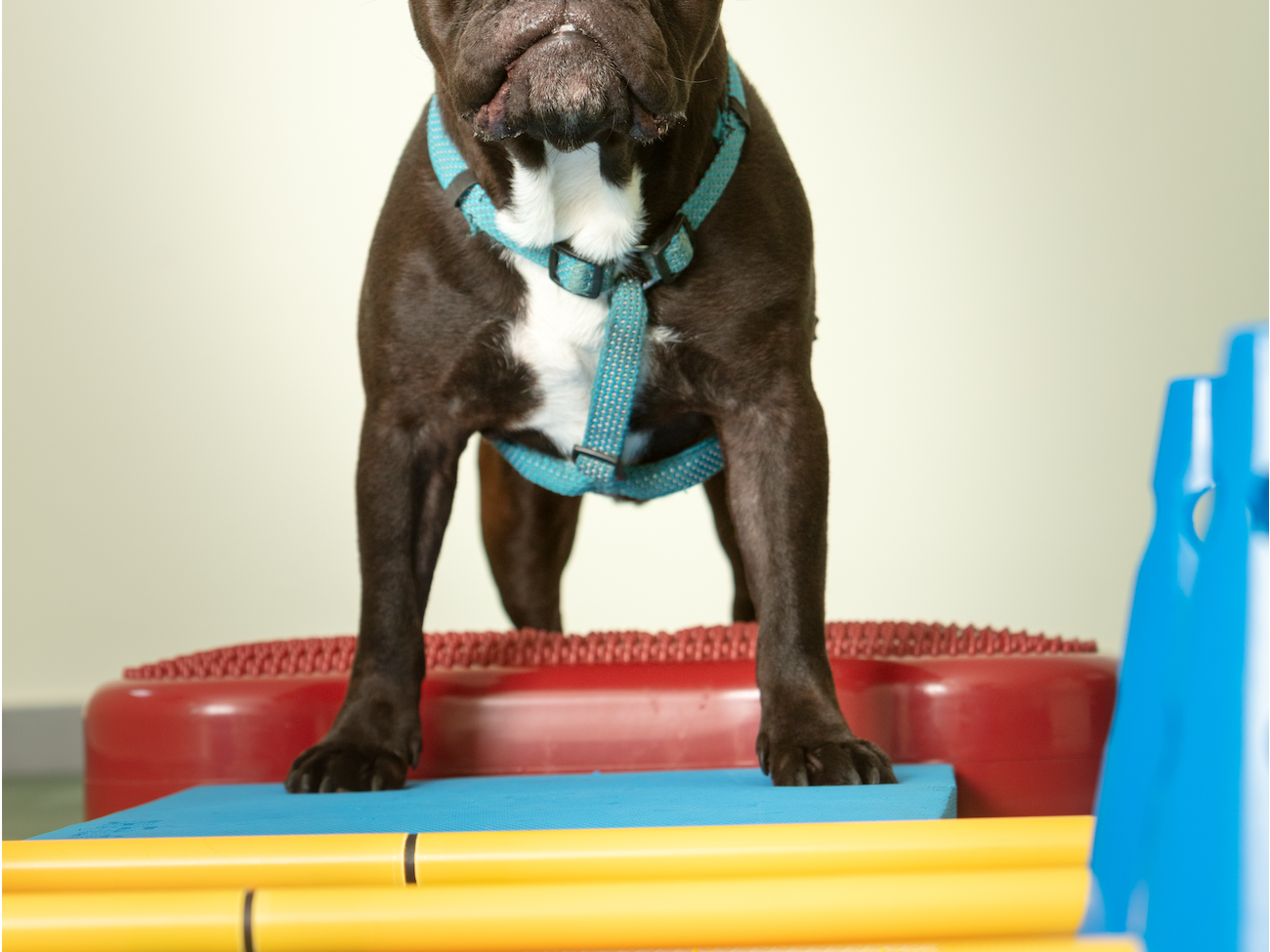 Ansicht 1 von dot.dog Hundephysio