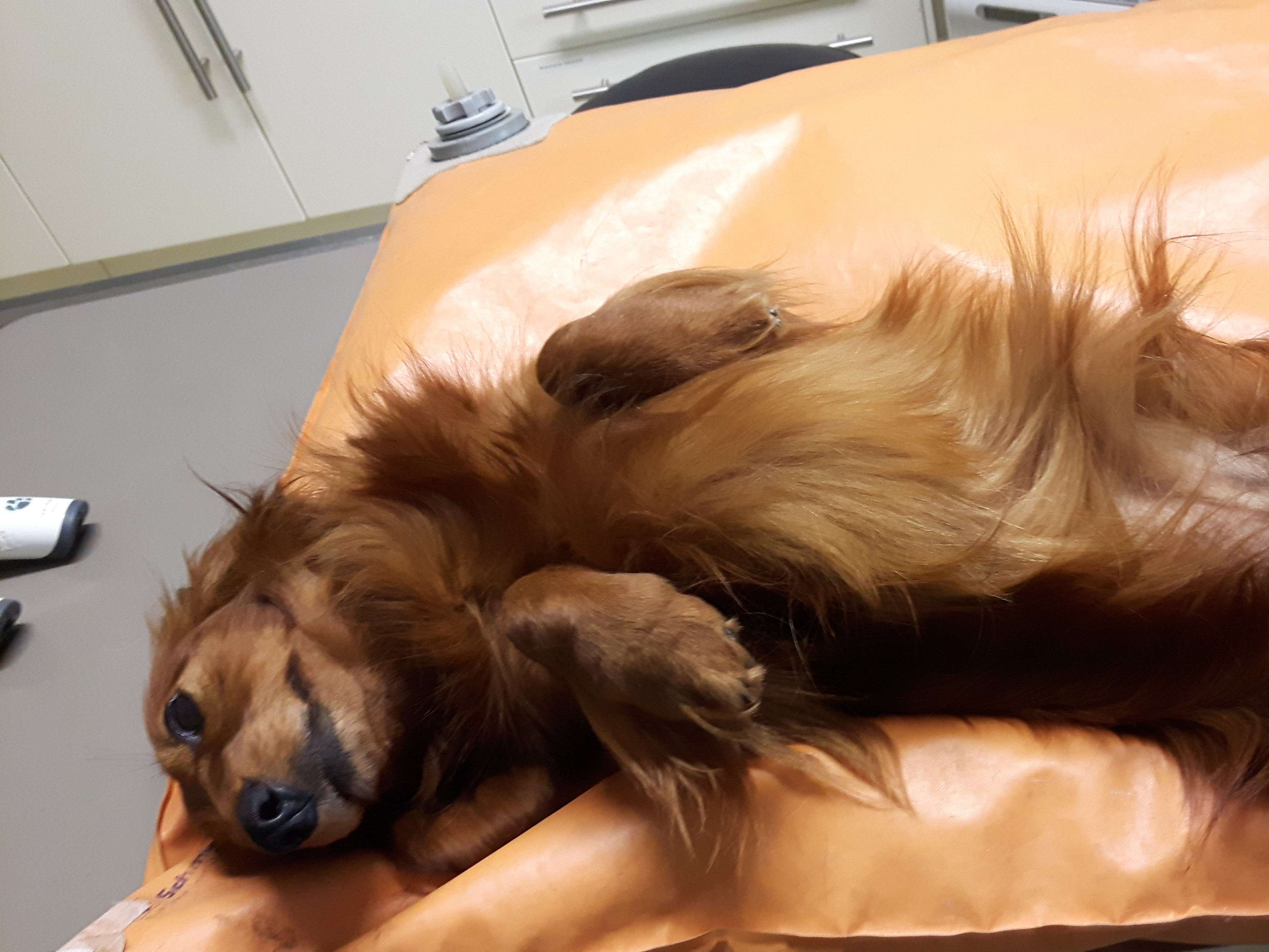 Ansicht 1 von Tiergesundheitszentrum Trier