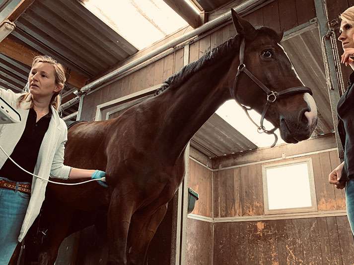 Ansicht 3 von Pferdeinternistik Dr. med. vet. Katja Shell