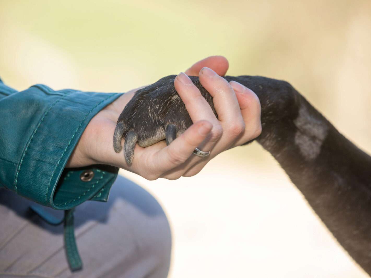 Ansicht 1 von Tierphysiotherapie & ganzheitliche Tiermedizin - Dr. vet. Barbara Weidinger