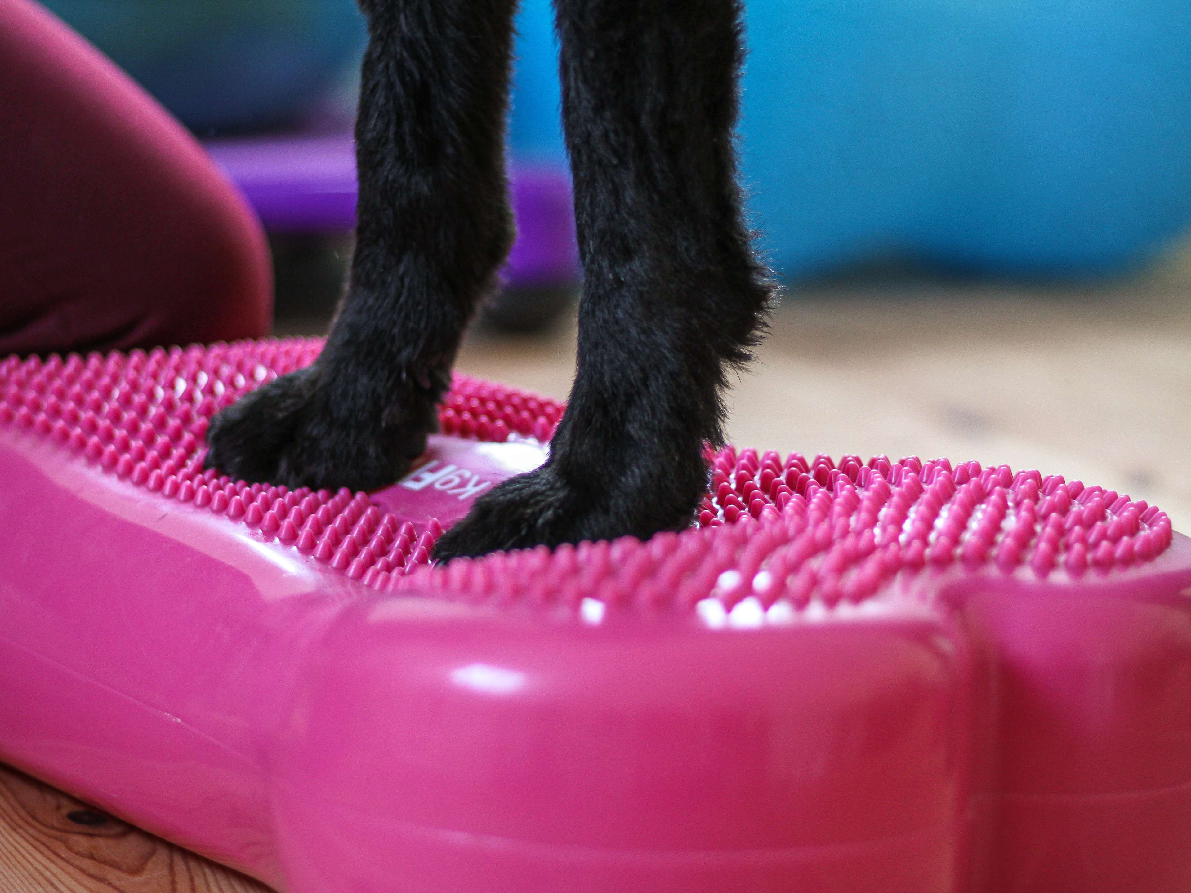Ansicht 3 von ALL HANDS ON DOGS