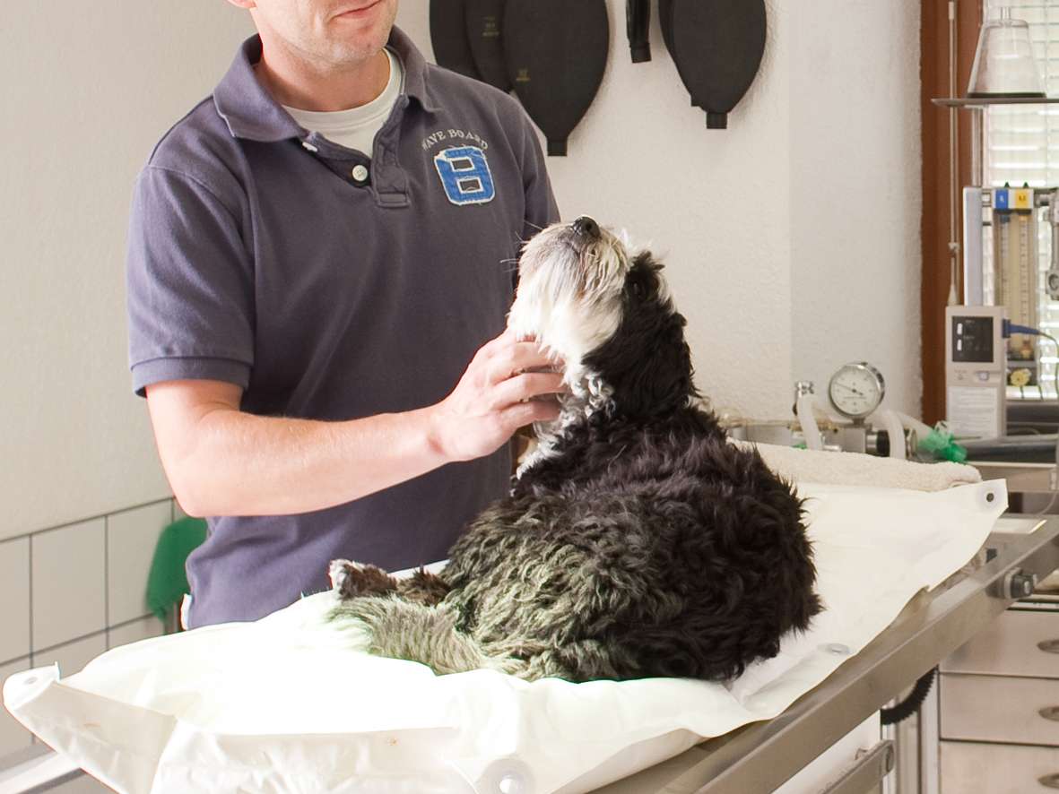 Ansicht 3 von Tierambulatorium Zirl, Dr.med.vet Stefan Ferschl, MSc, Fachtierarzt für Kleintiere