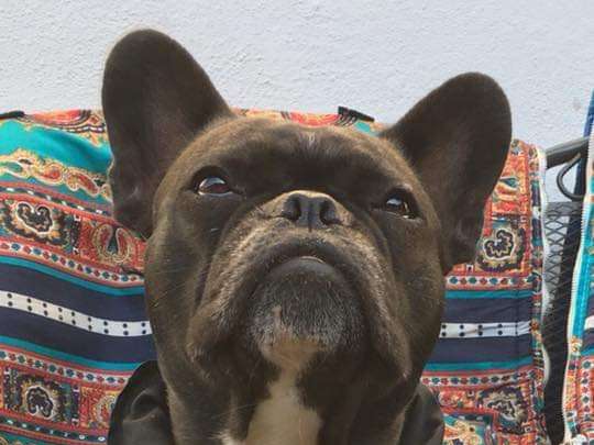 Ansicht 3 von BrainCheck.Pet - Tierärztliche Praxis für Epilepsie (Tierarzt)