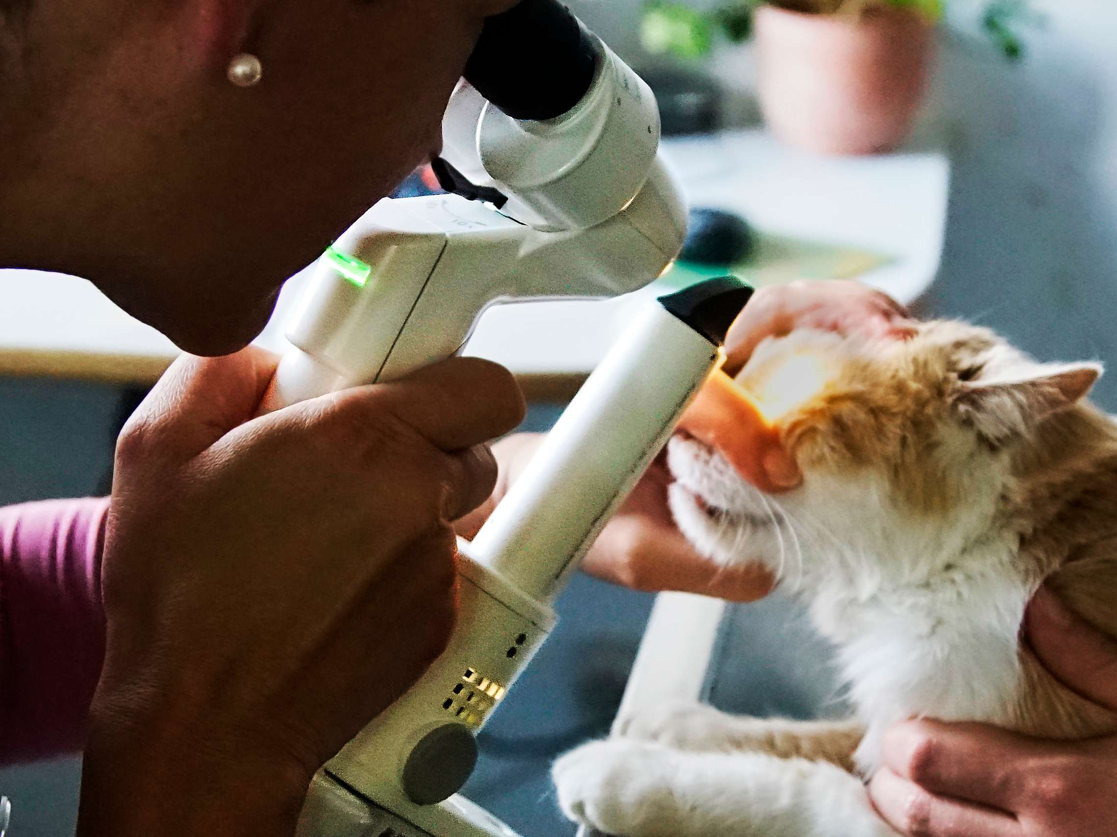 Ansicht 2 von Dr. Christine Strauch Tierärztin