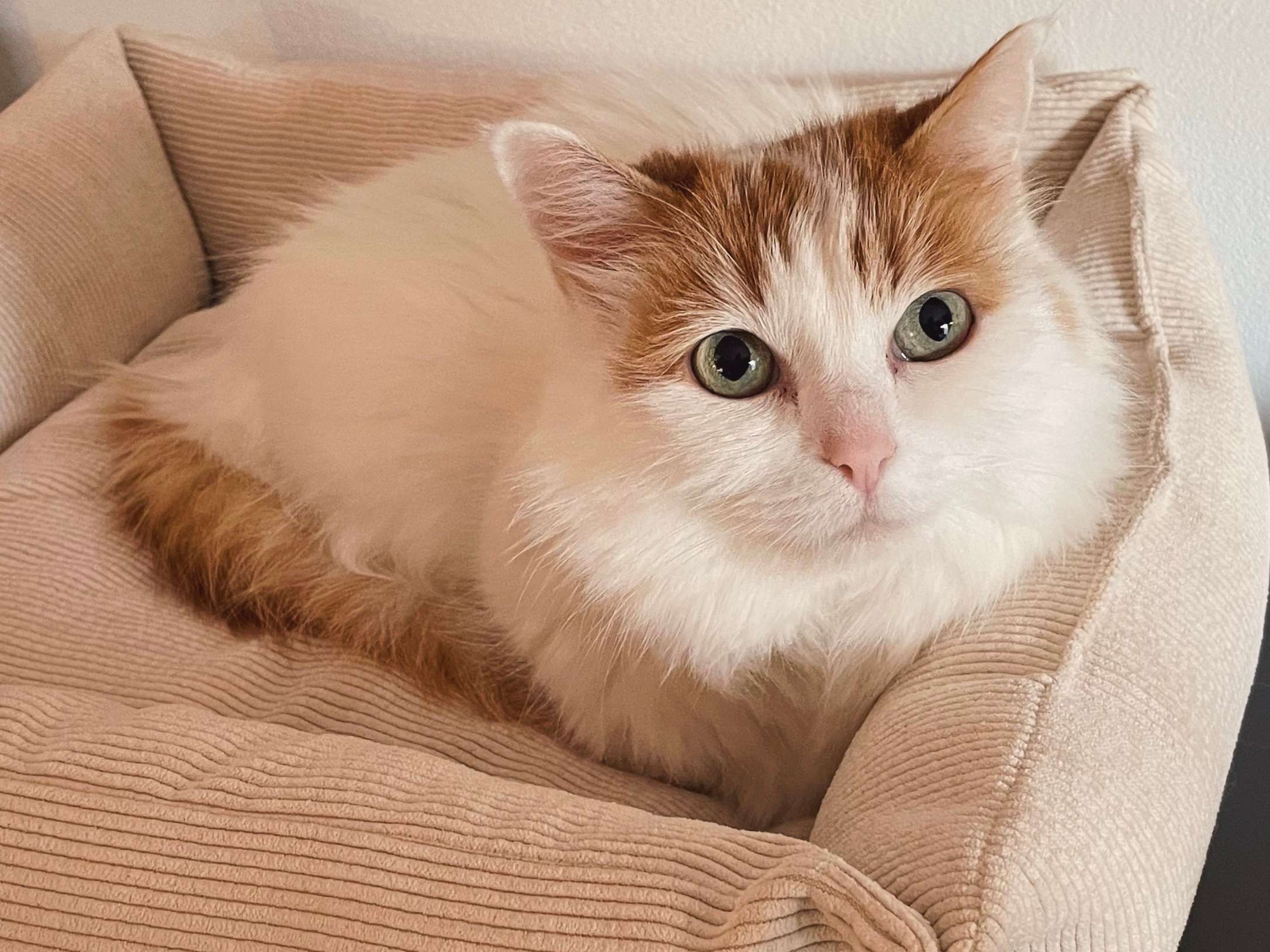 Ansicht 3 von Die Hoftierärzte