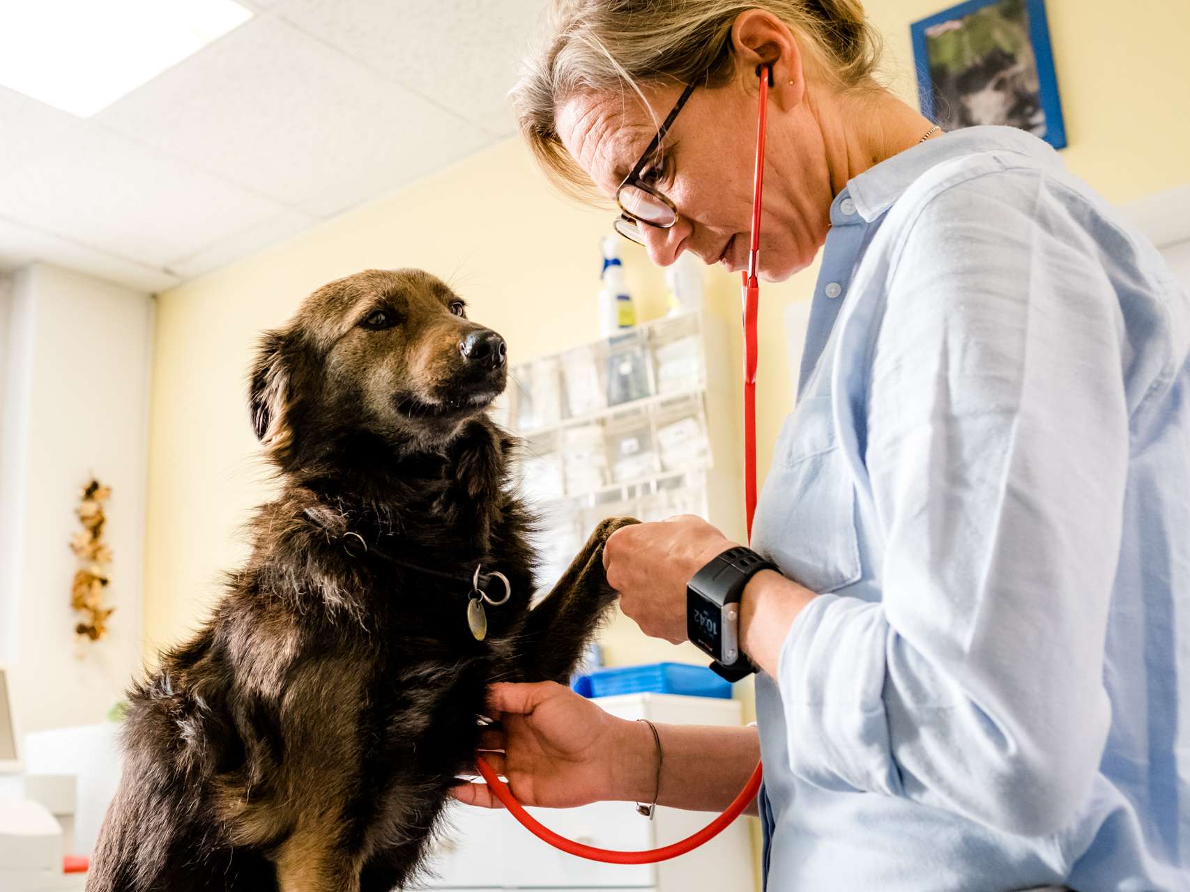Ansicht 2 von Dr.med.vet. Jeannette Albrecht Tierärztin