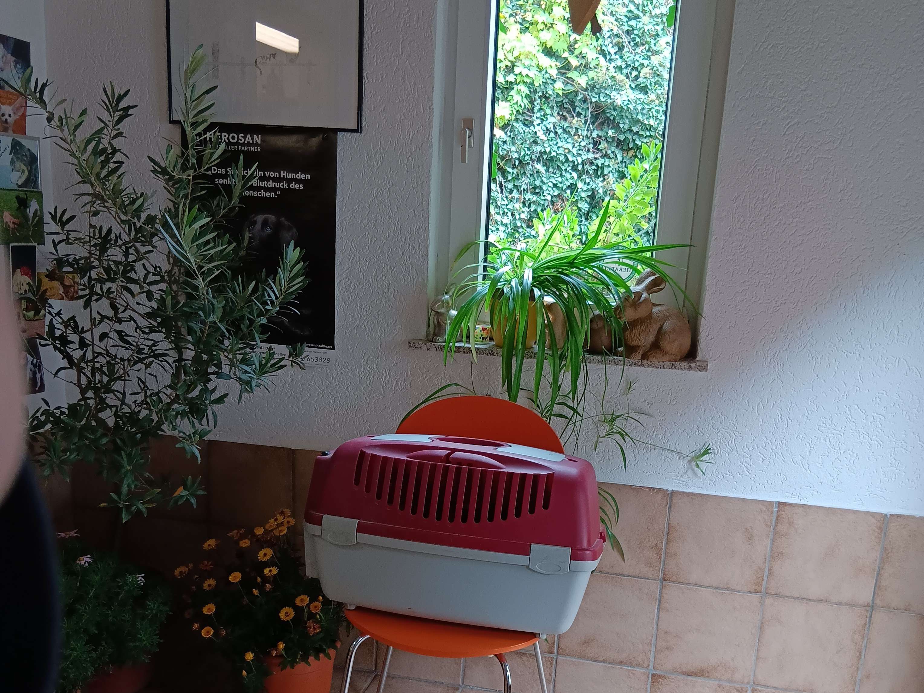 Ansicht 3 von Harriet Harth Tierarzt