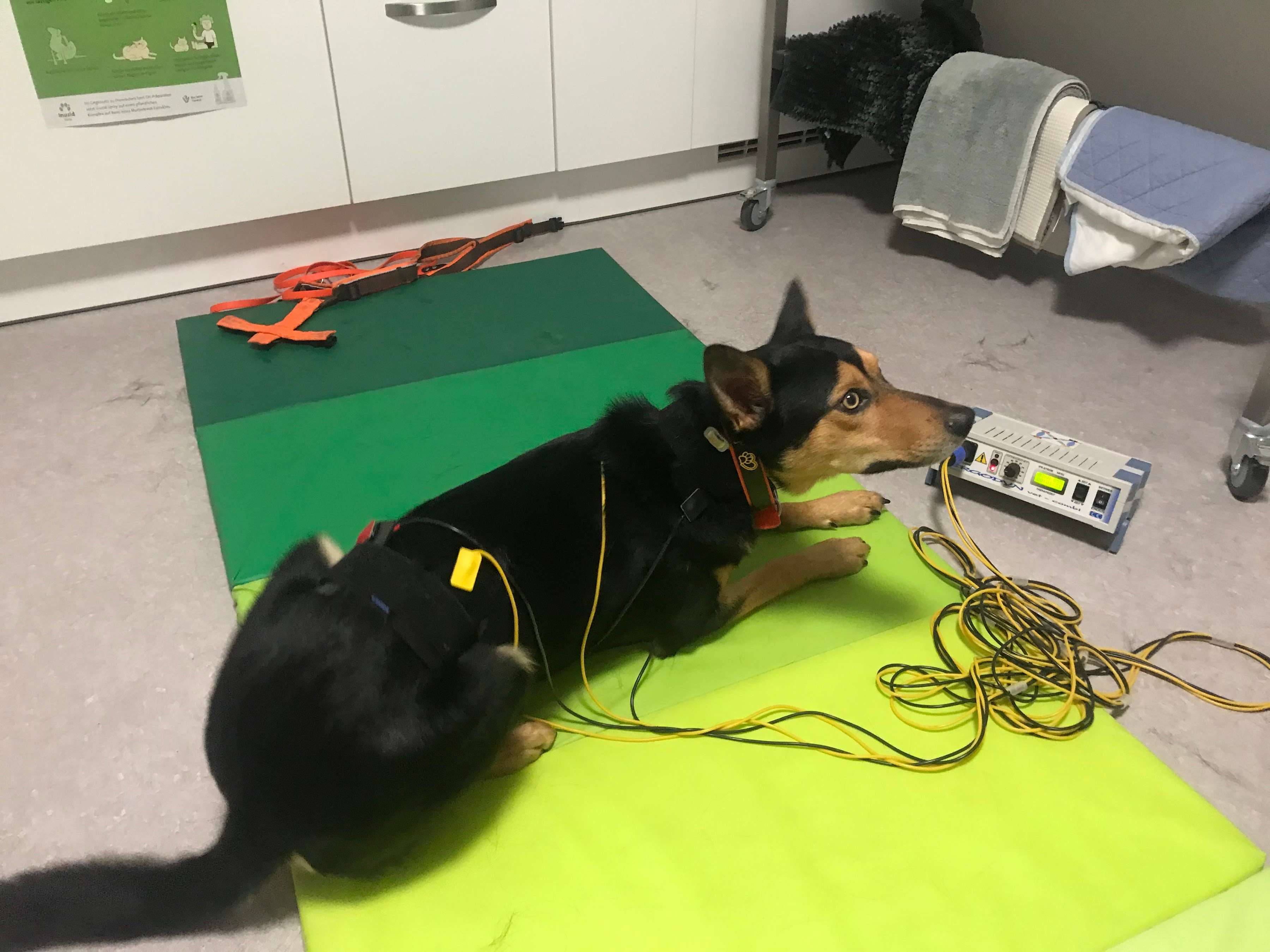 Ansicht 3 von Tierärztin Mag. med.vet. Michaela Pinisch