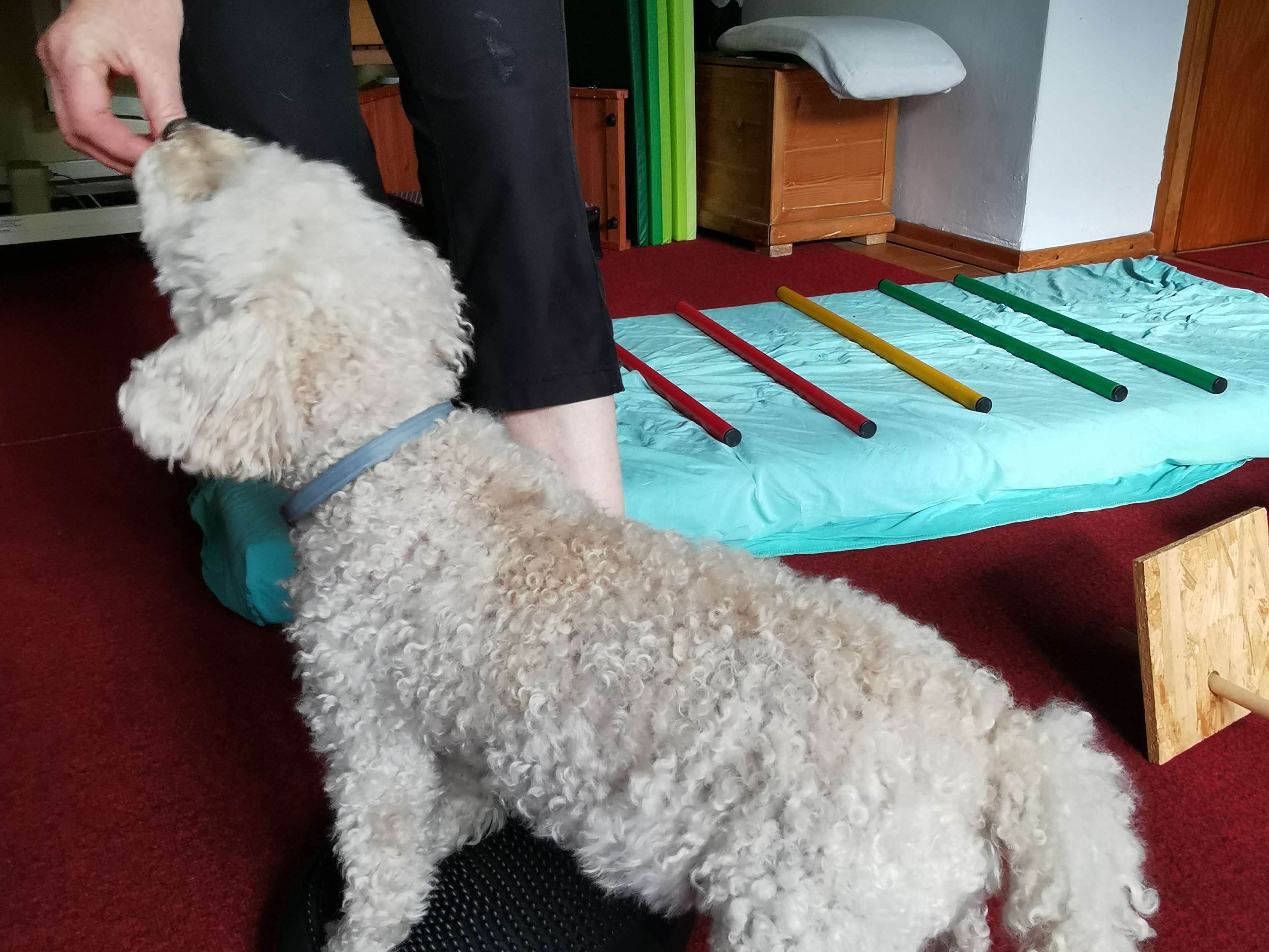 Ansicht 1 von Krumme Hunde - Physio Therapie Praxis für Tiere
