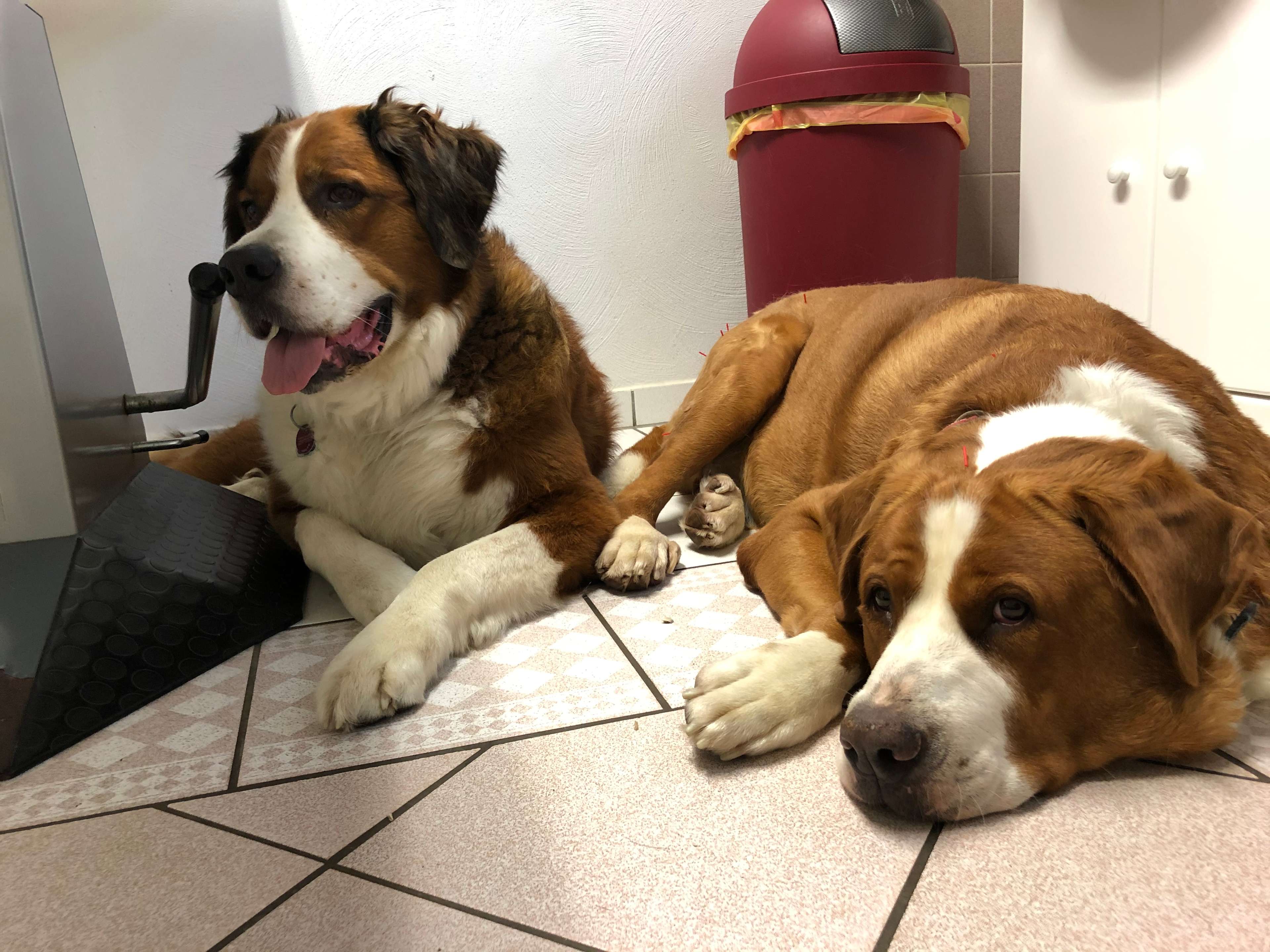 View 3 of Dr.med.vet. Giuliana Fumagalli Tierärztin